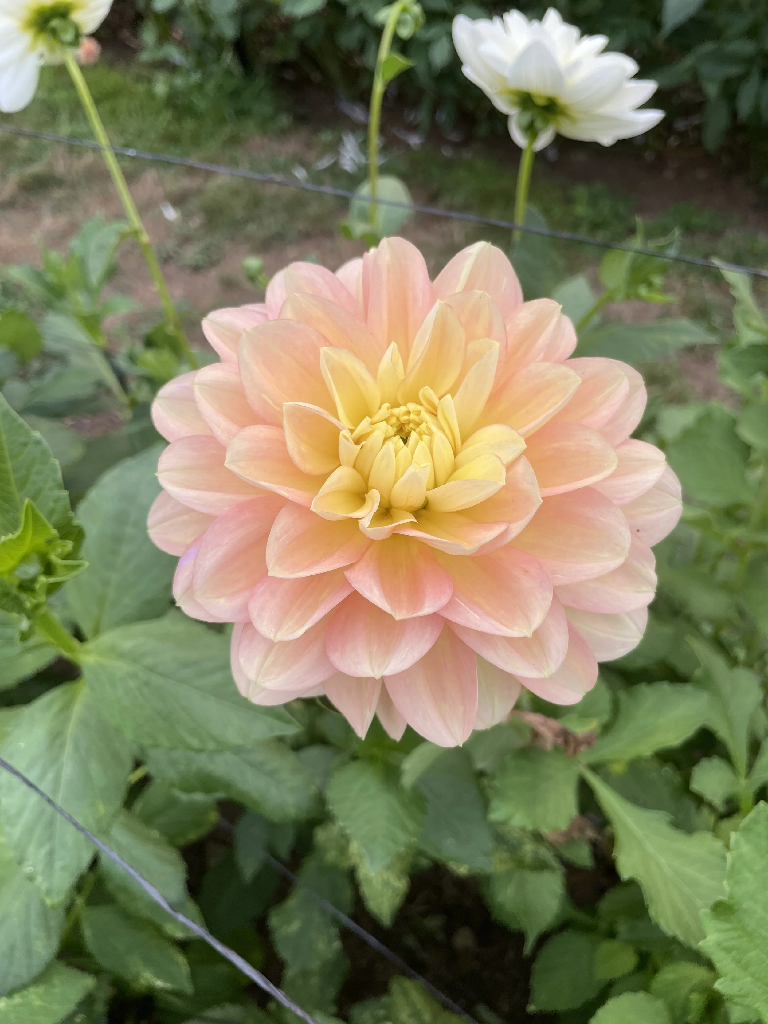 20250902_015013707_iOS.jpg (Copy)