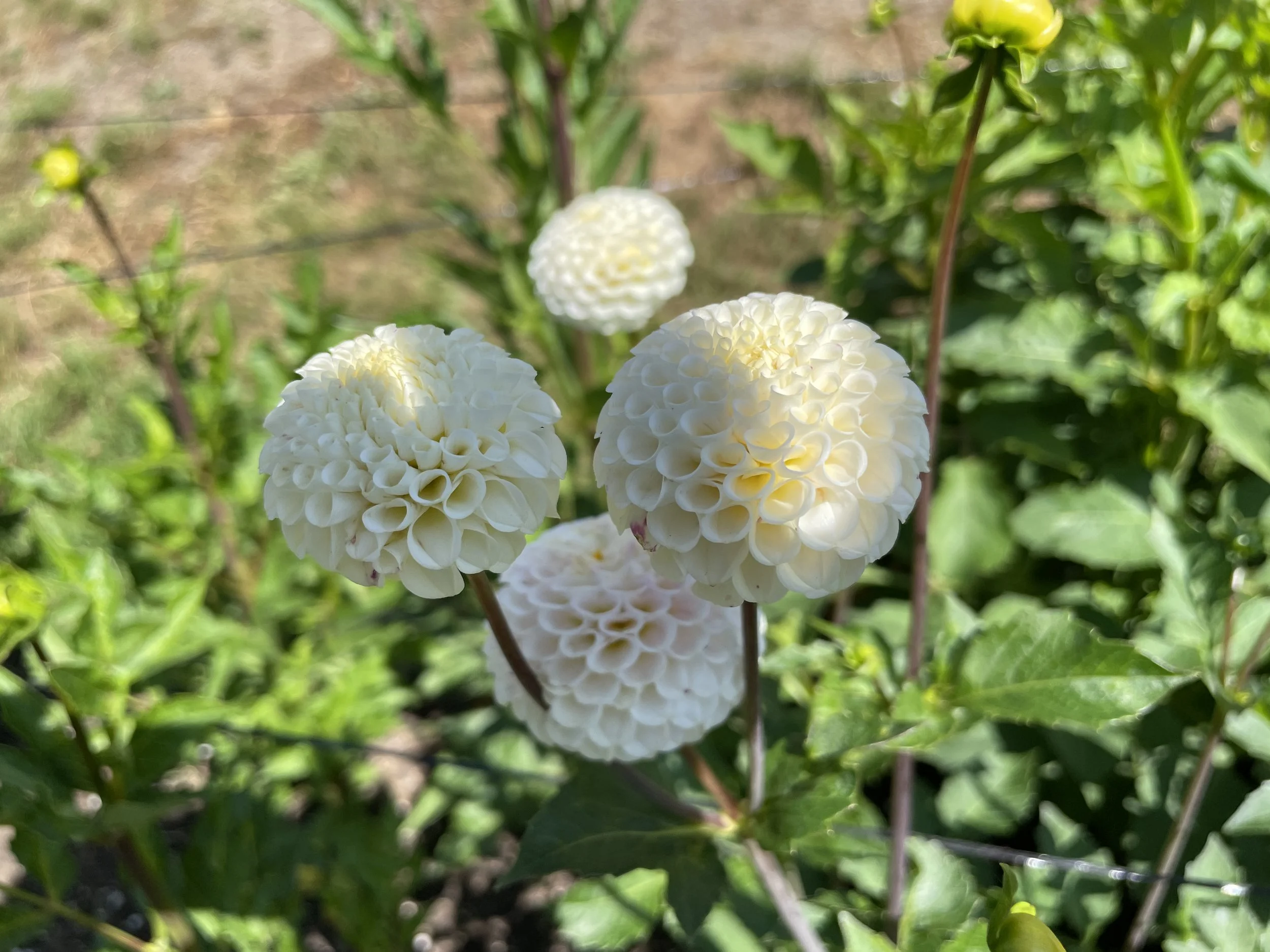 SMALL WORLD MB 02.jpg