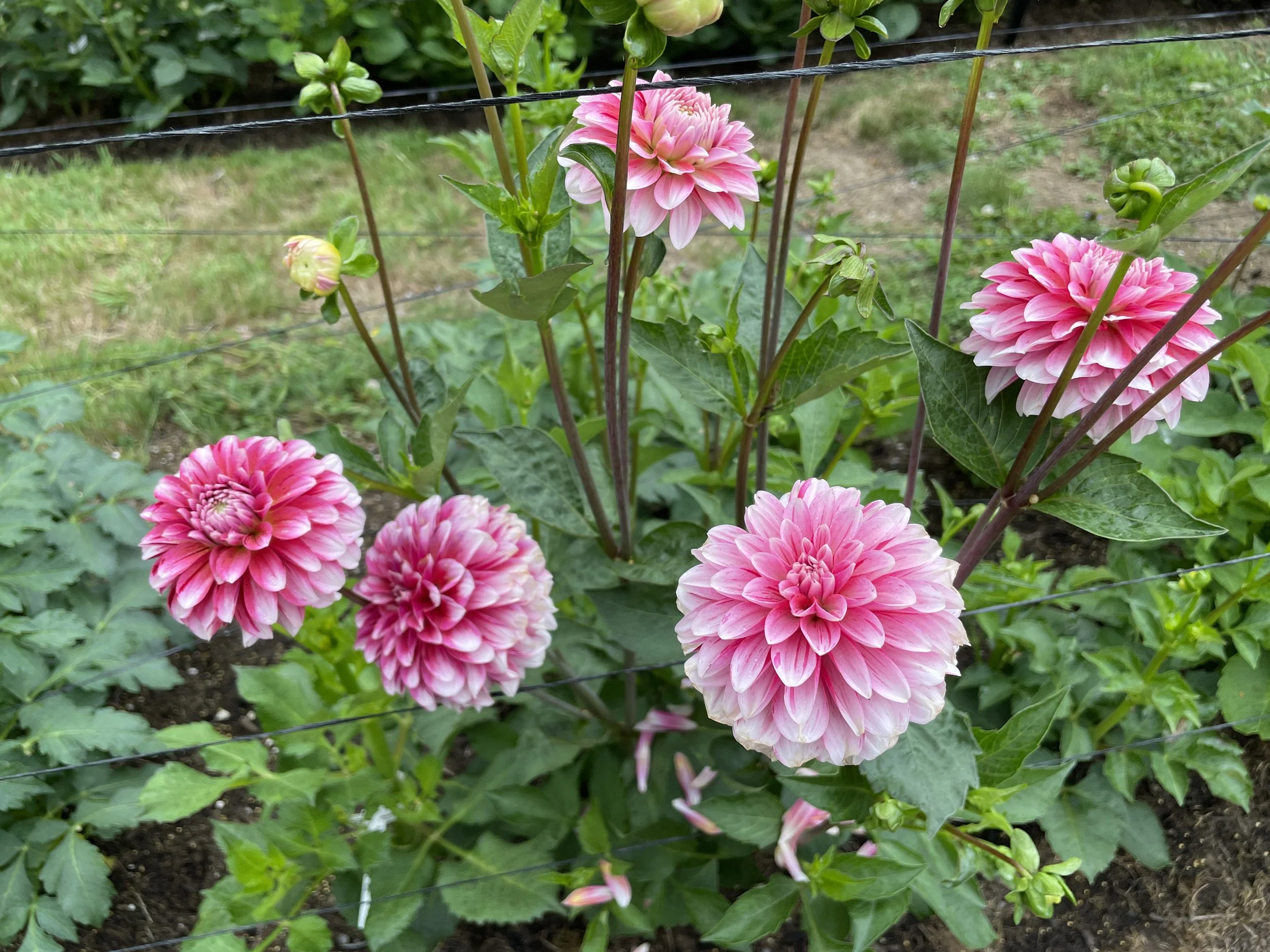 STRAWBERRY CREAM 02.jpg