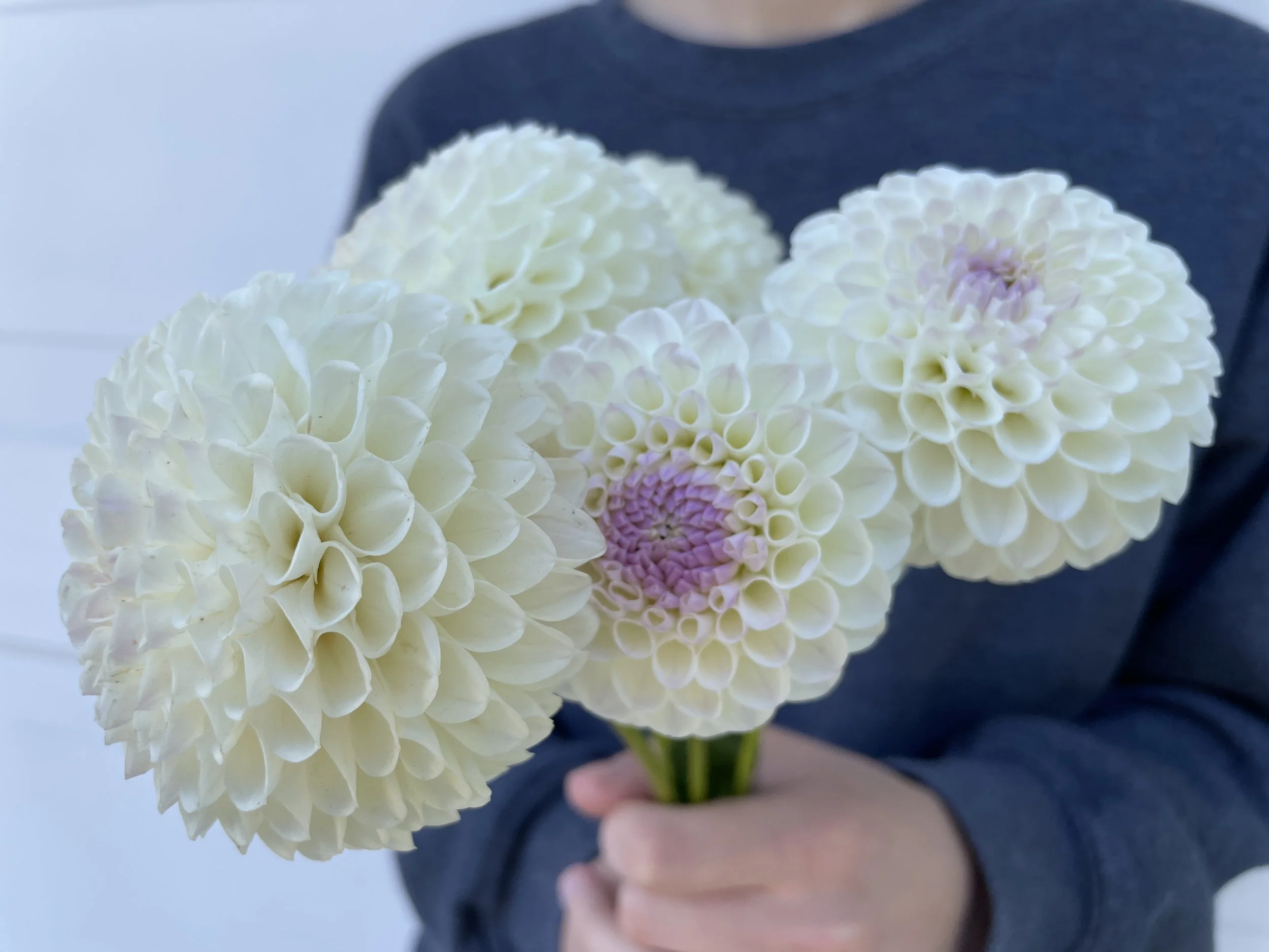 HOLLYHILL MISS WHITE 02.jpg