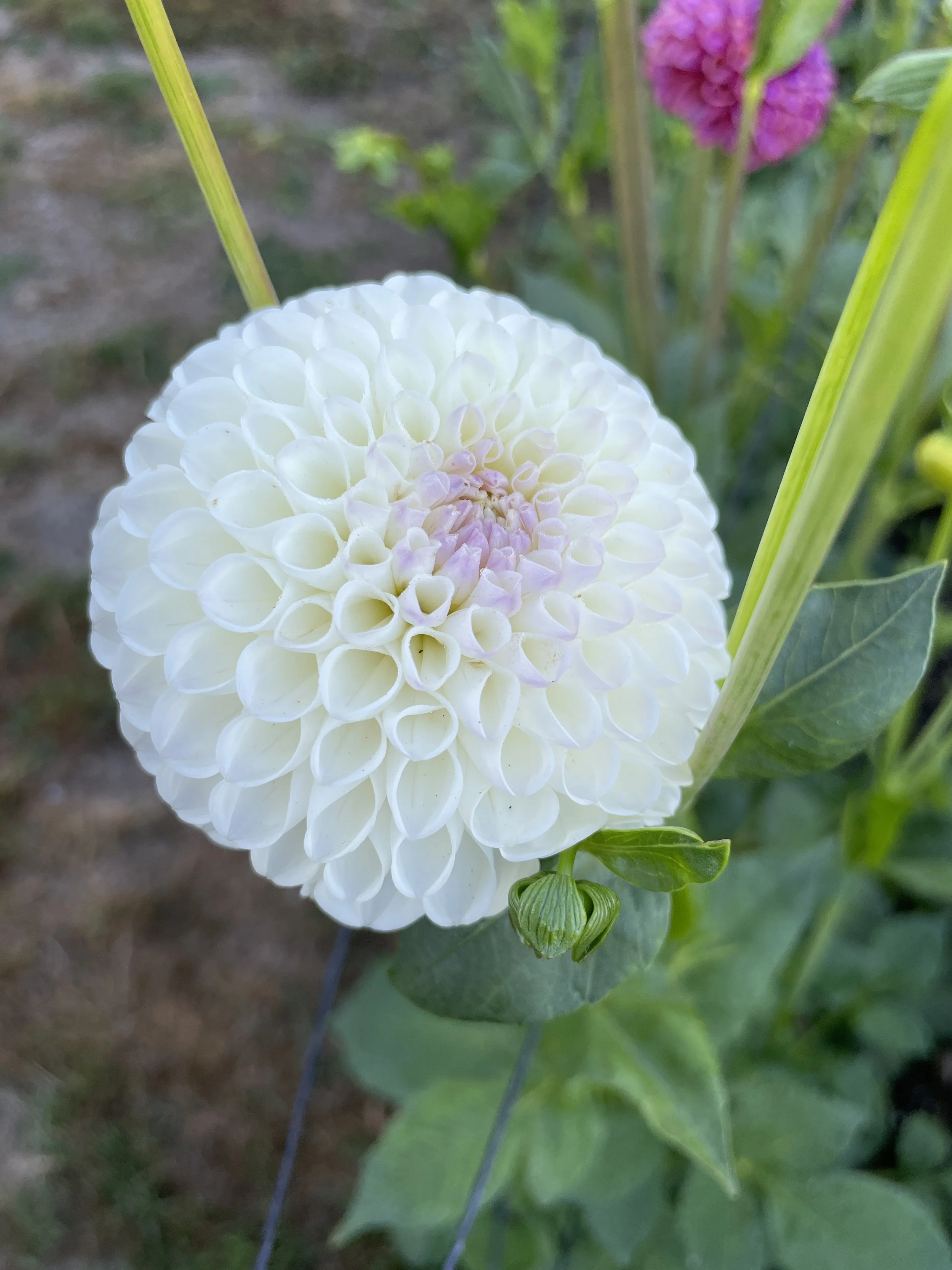 HOLLYHILL MISS WHITE 04.jpg