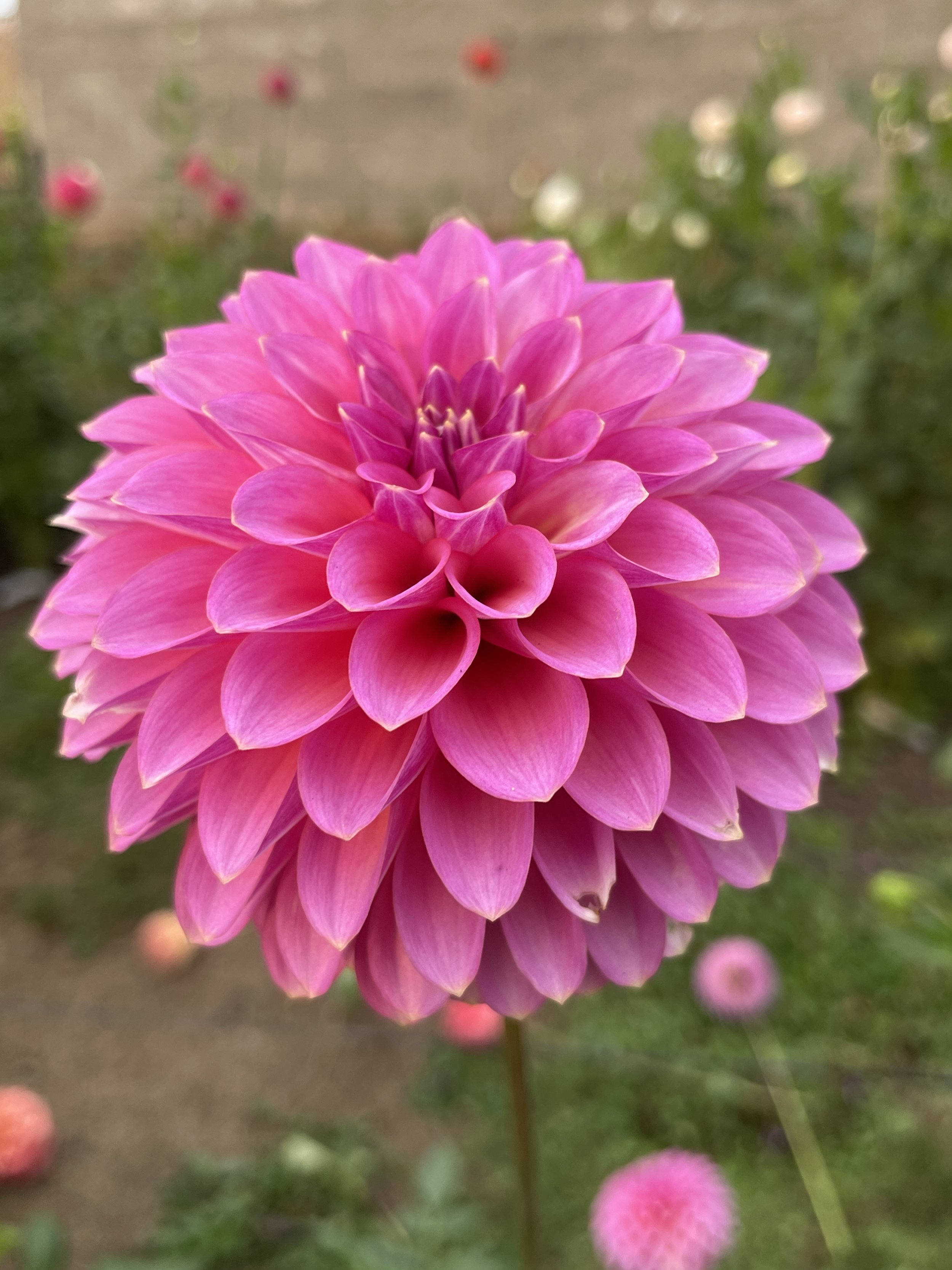 Skipleys Pot of Gold.jpg