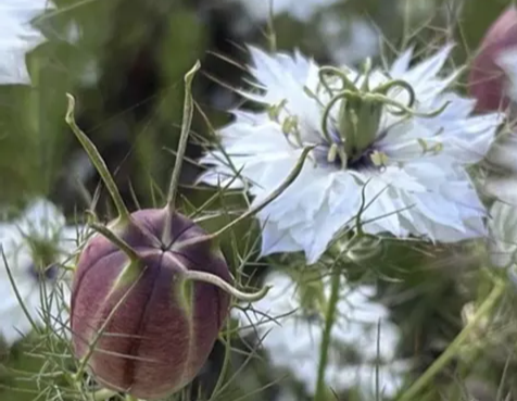 NIGELLA 'Cramer's Plum'  Seed Packet -- 1 gram