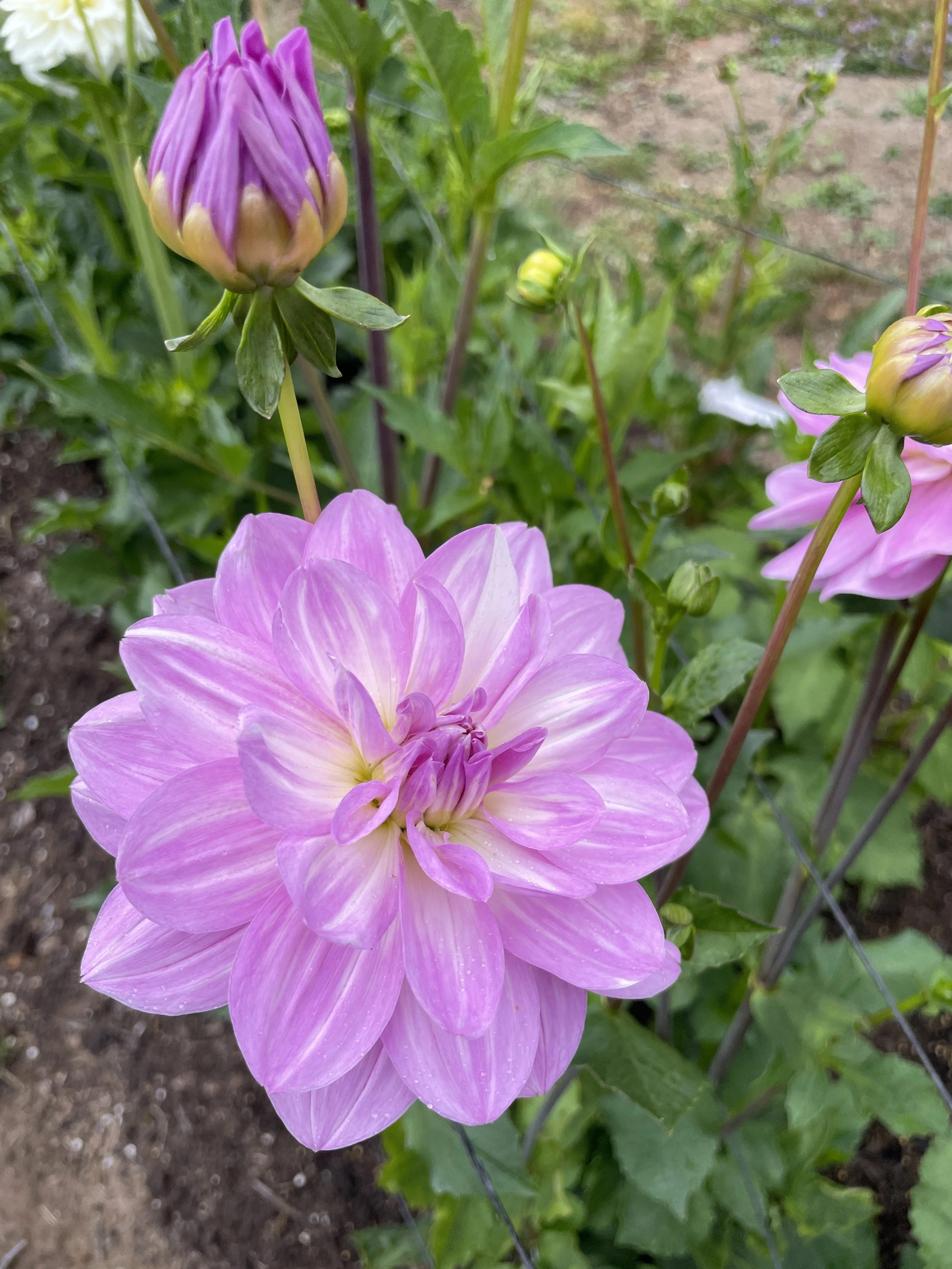 SANDIA SHOEMI 02.jpg (Copy)