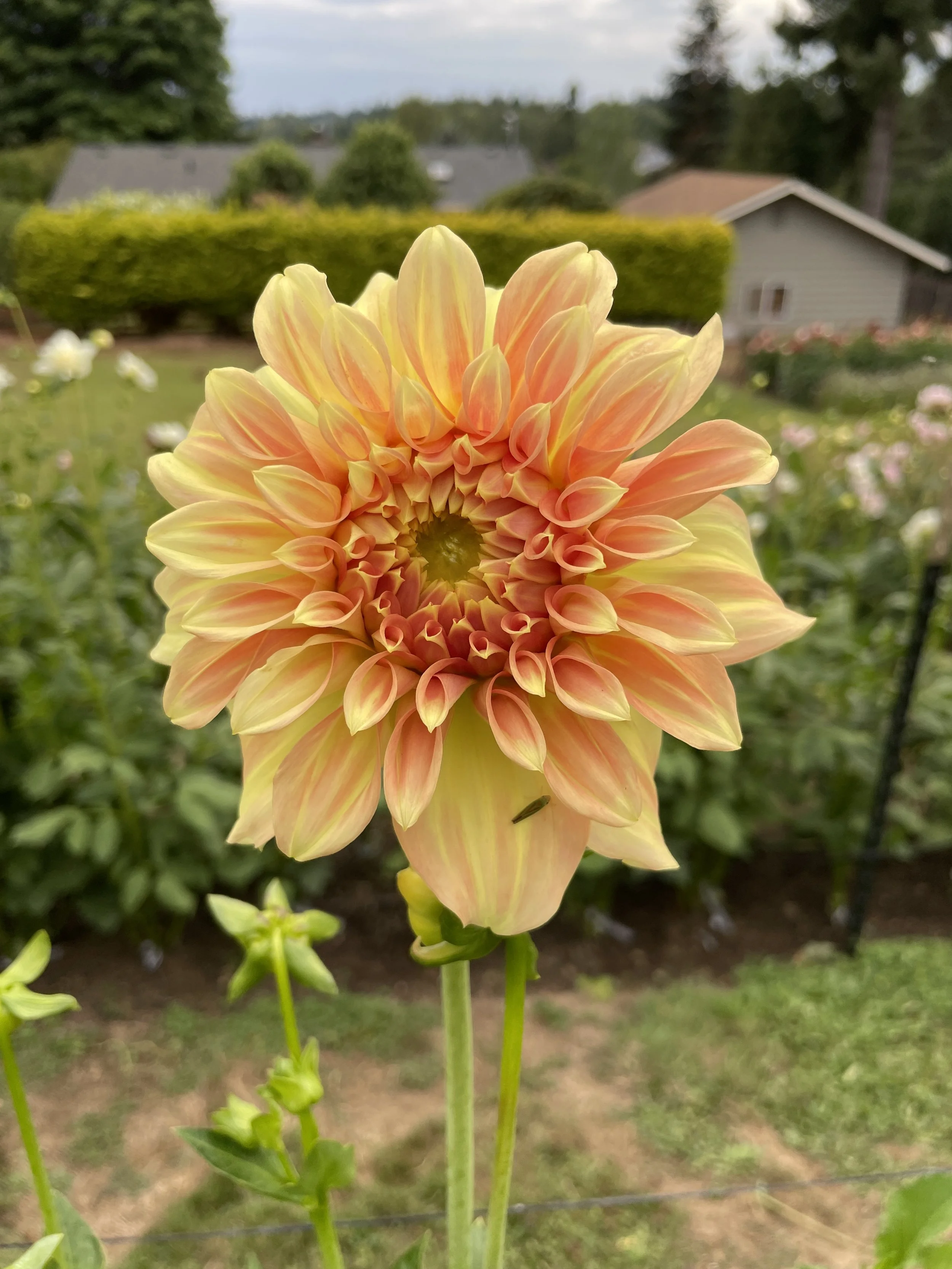 Bracken Sarah 11.jpg