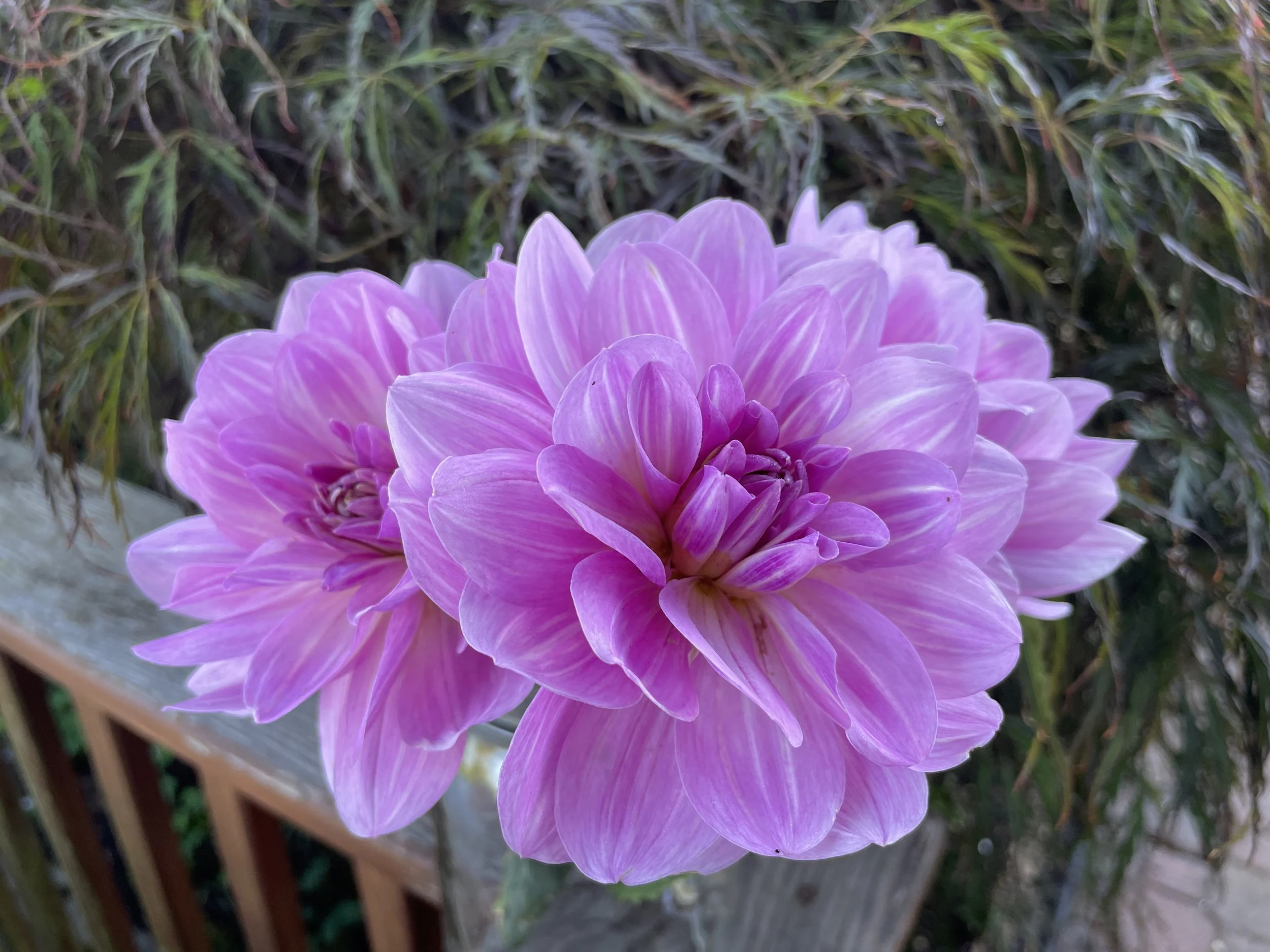 20250729_152940013_iOS.jpg (Copy)