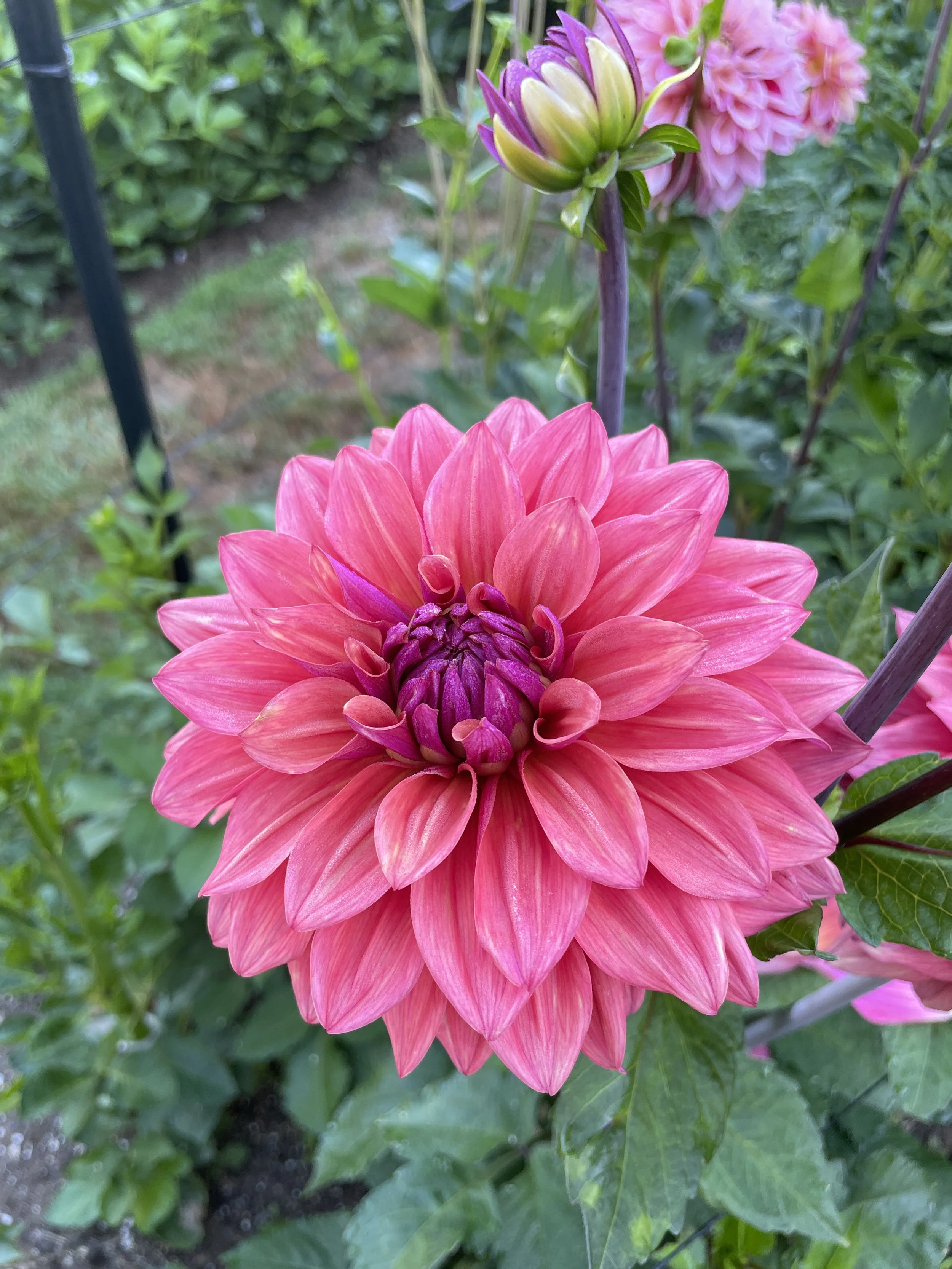 AMERICAN DAWN 02.jpg