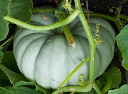 Pumpkin 'Jarrahdale blue' Seed Packet -- 10 seeds