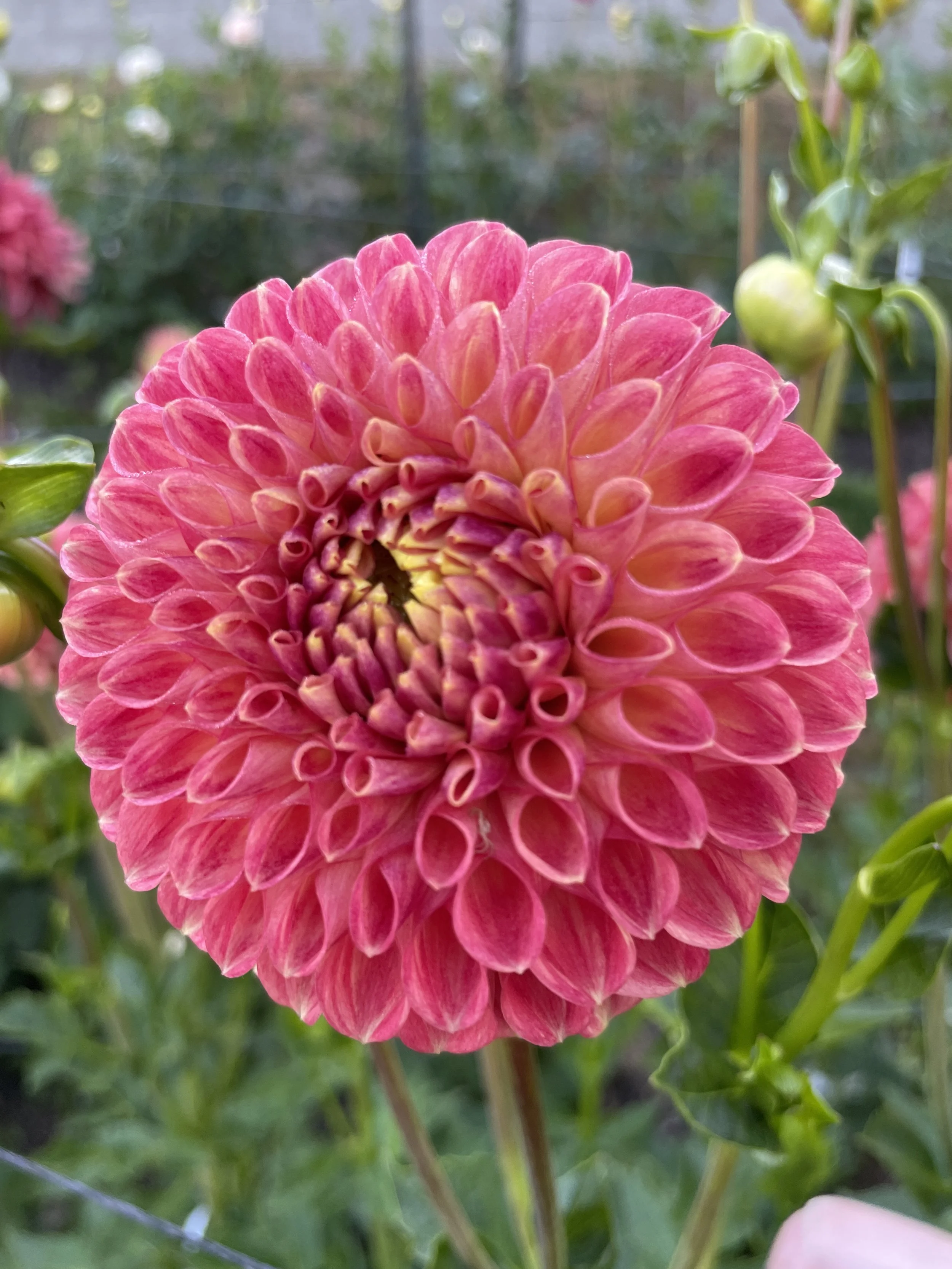 CSY Bounty -- 6 Pack -- Bulk Tubers