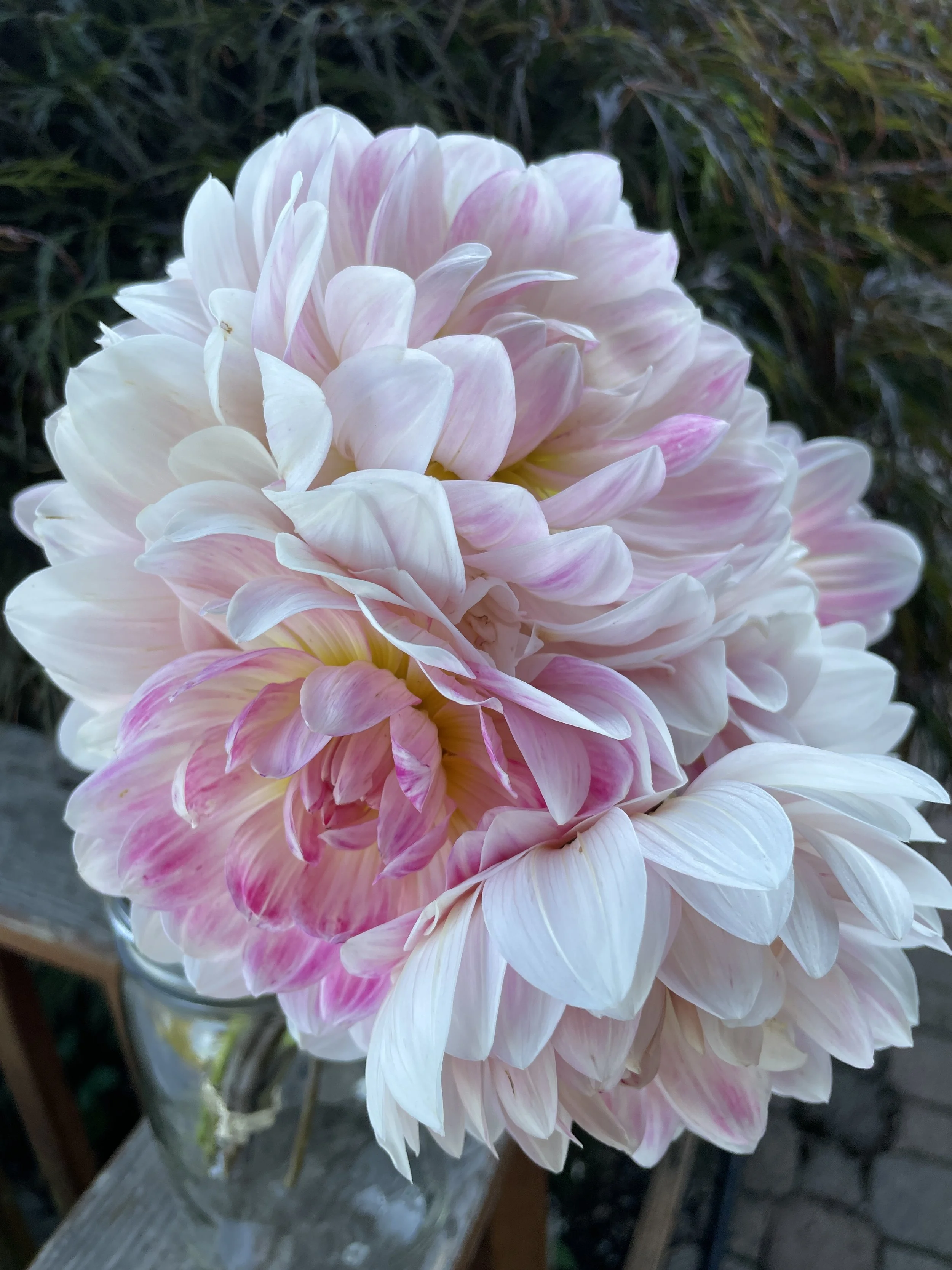 20250729_152904577_iOS - Copy.jpg