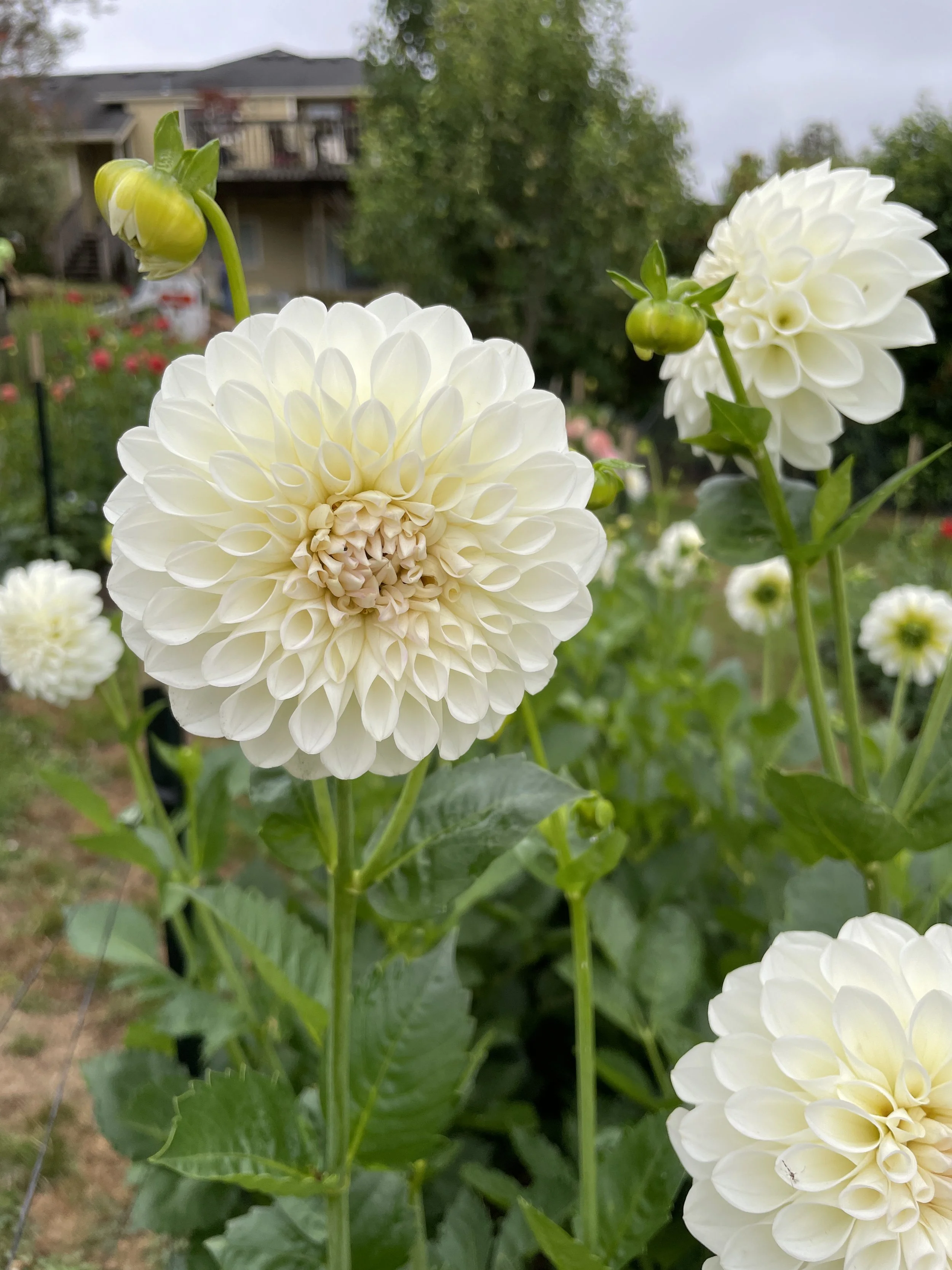 WHITE WEDDING dahlia tuber 6-pack bundle