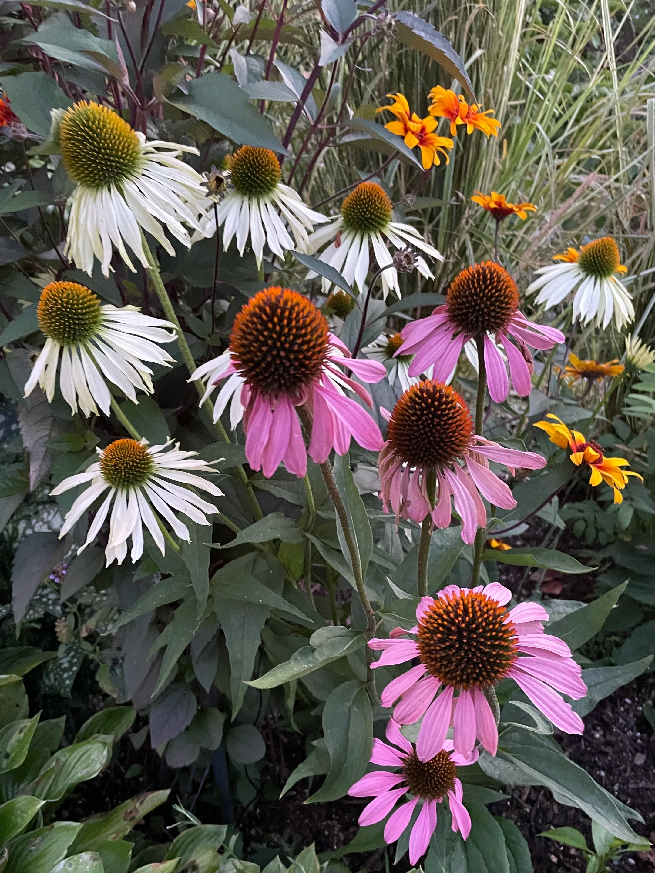 Echinacea