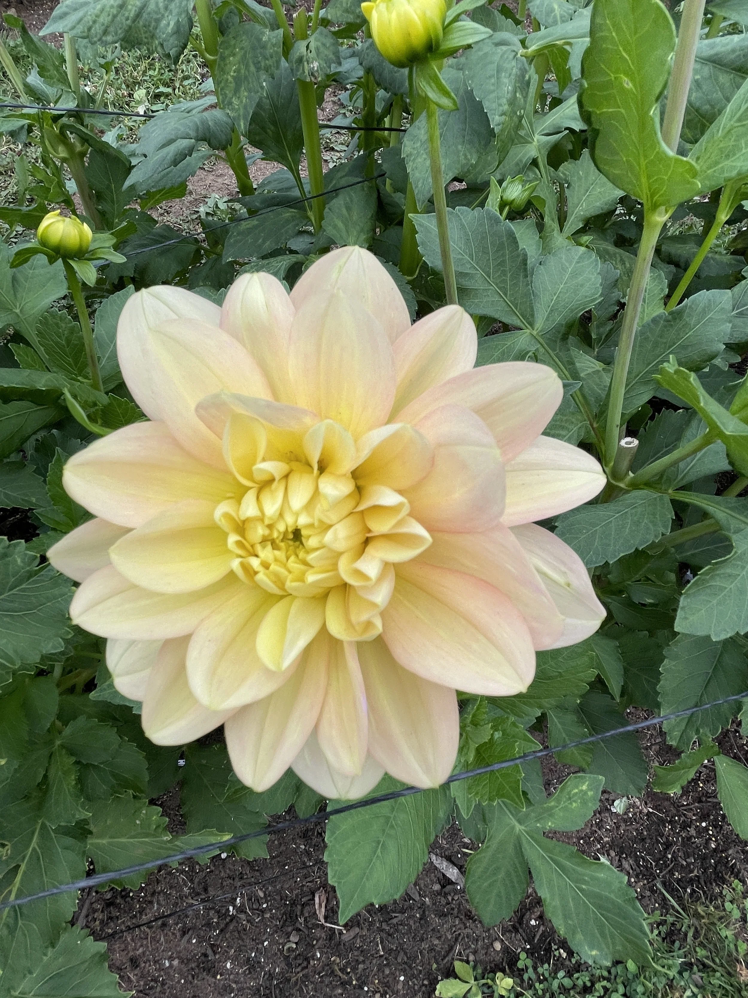 20250806_020509778_iOS.jpg (Copy)