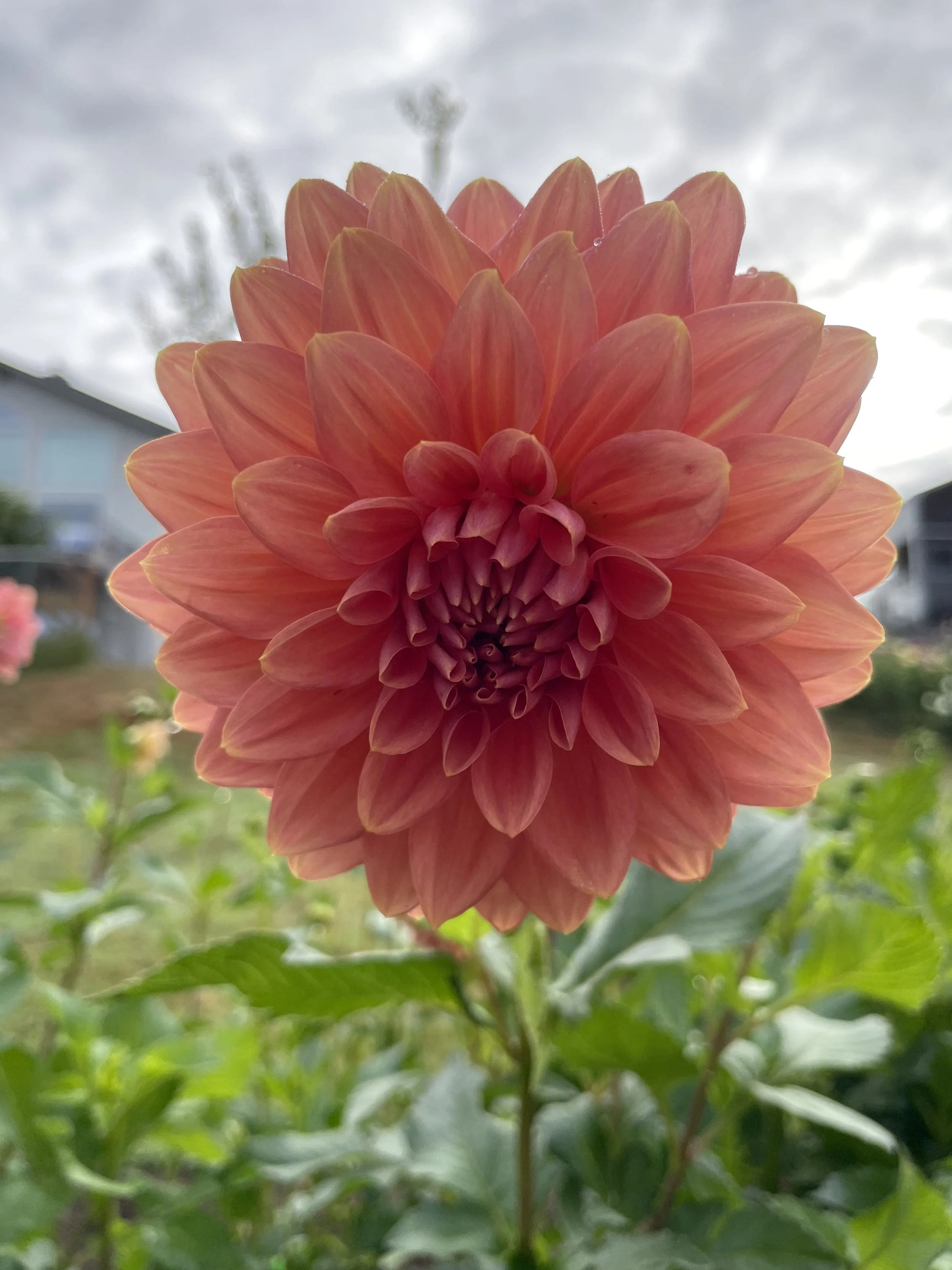 CORAL MYSTERY 21.jpg