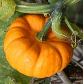 Pumpkin 'Jack be Little'  Seed Packet -- 40 seeds