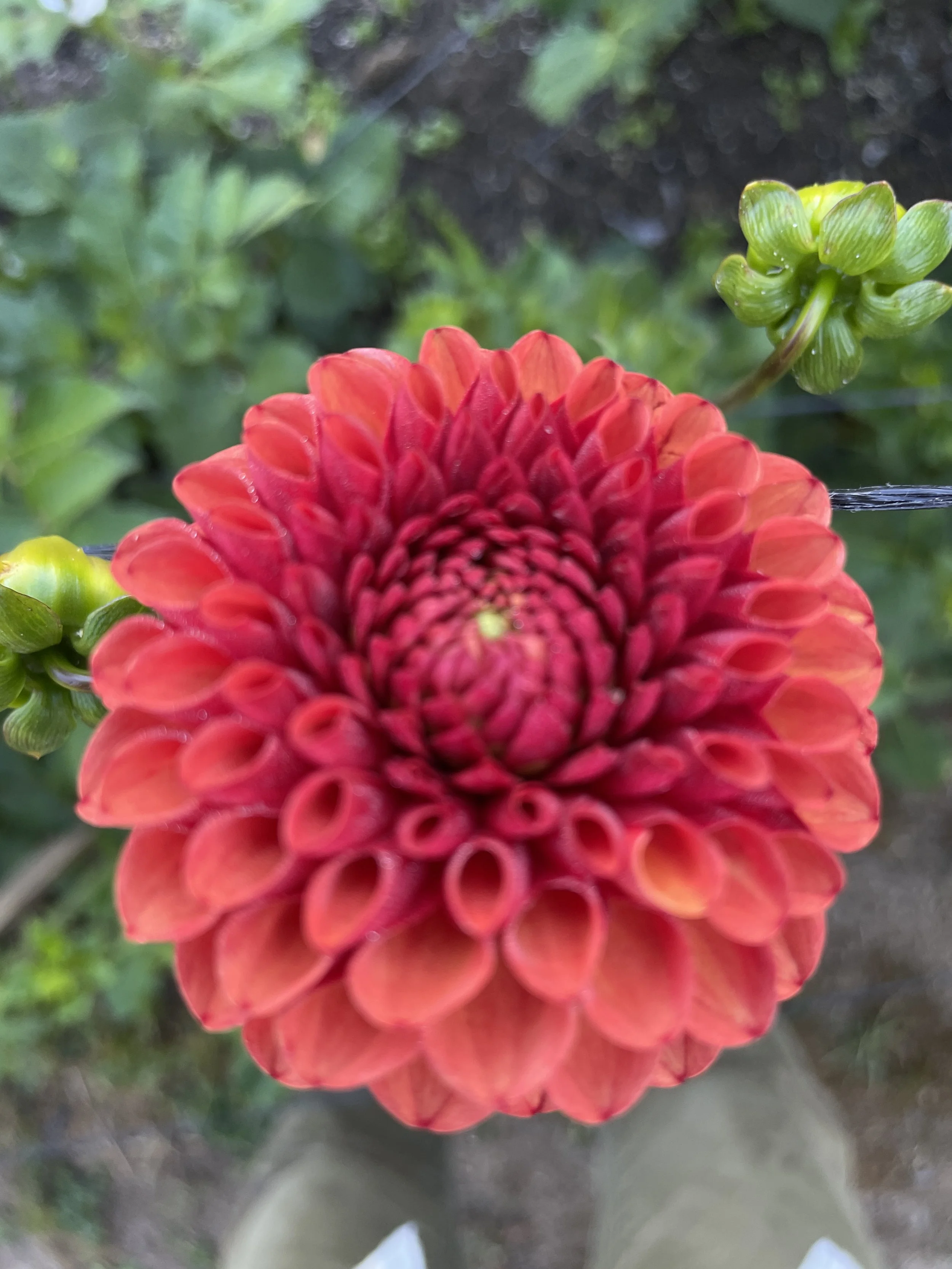 VALLEY RUST BUCKET 04.jpg