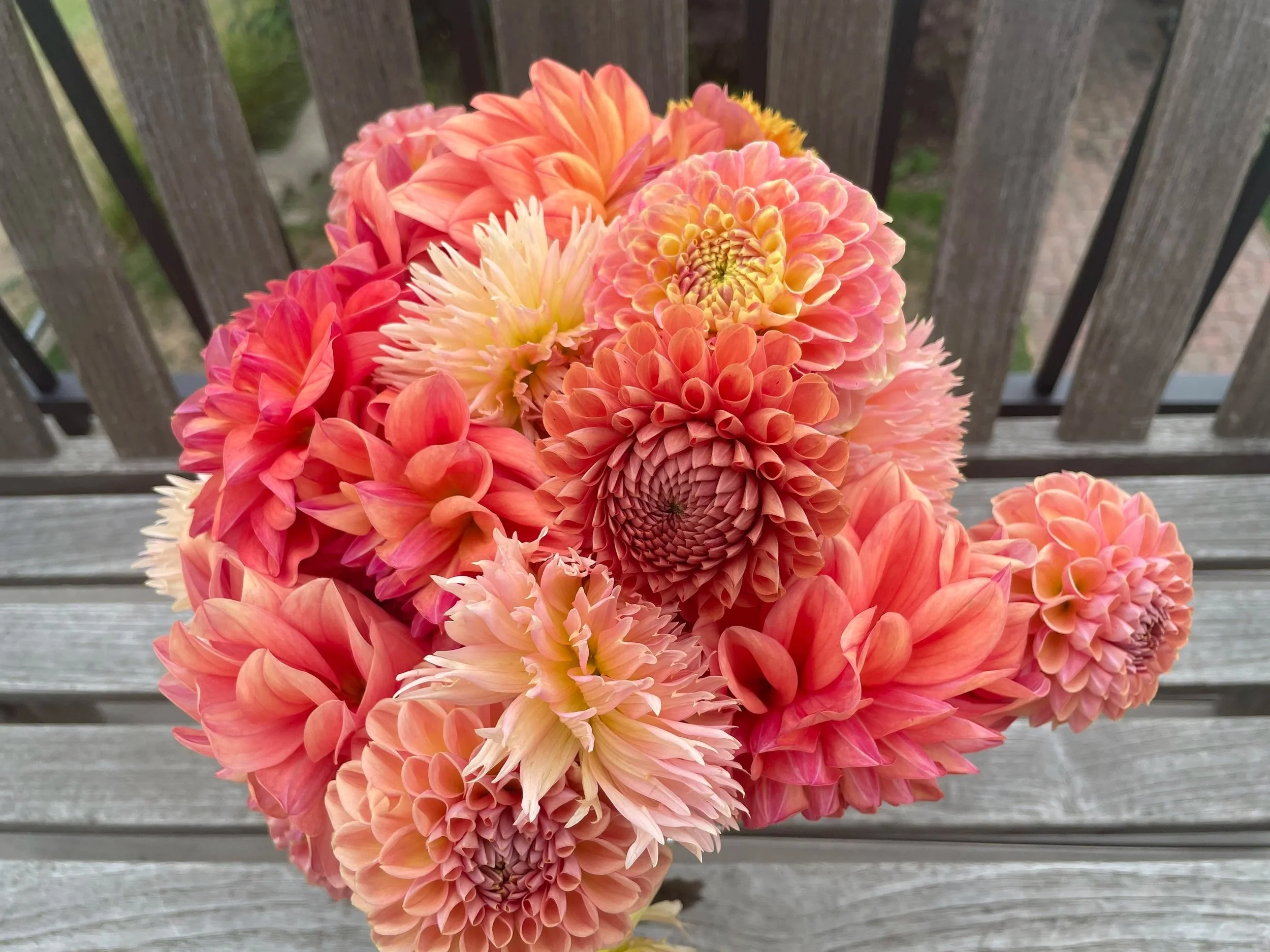 A bouquet of pink and peach dahlia flowers on a grey wooden surface with a wooden fence in the background.