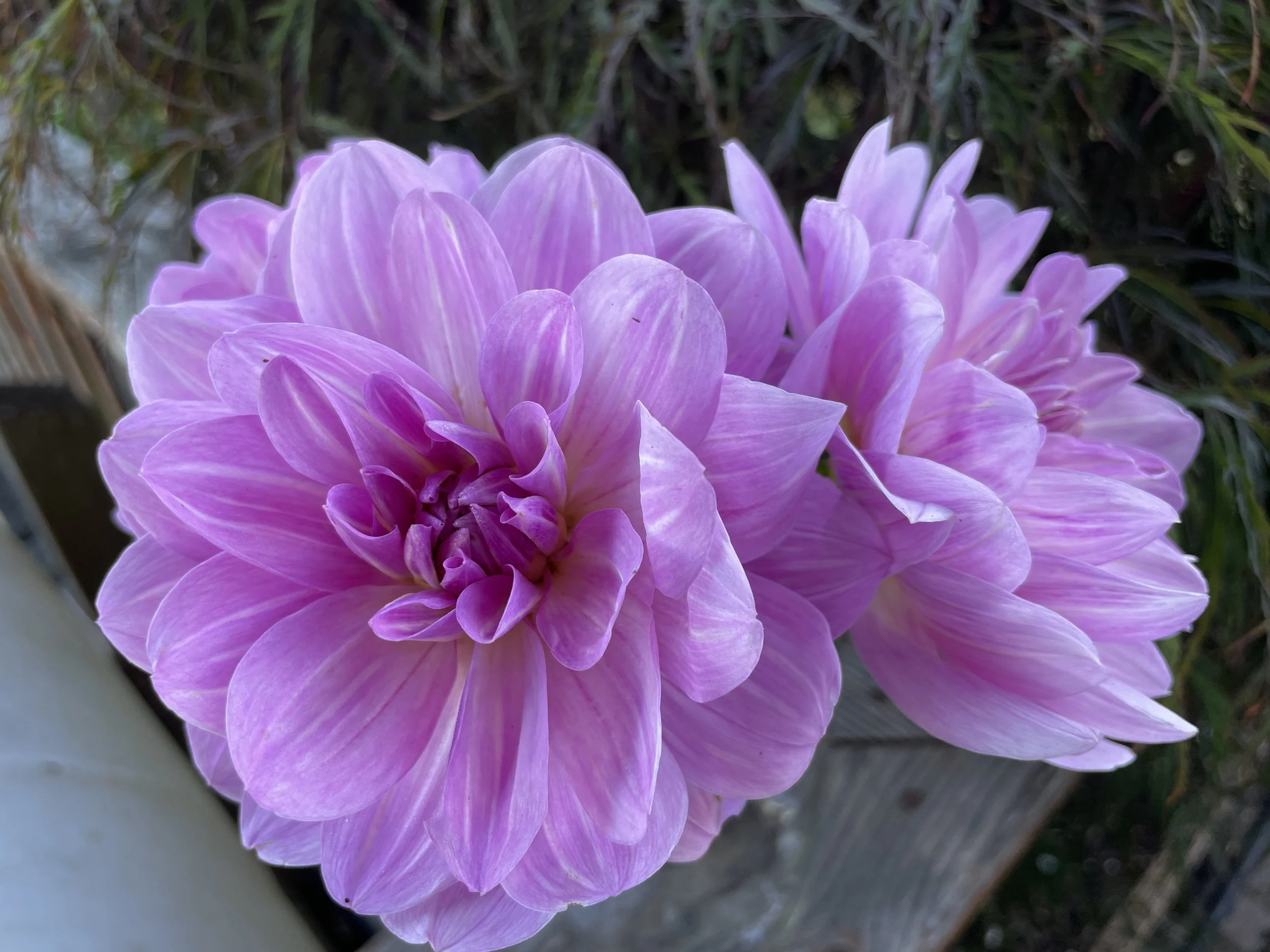 20250729_152927303_iOS.jpg (Copy)