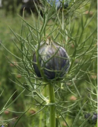 nigella seed pod.png