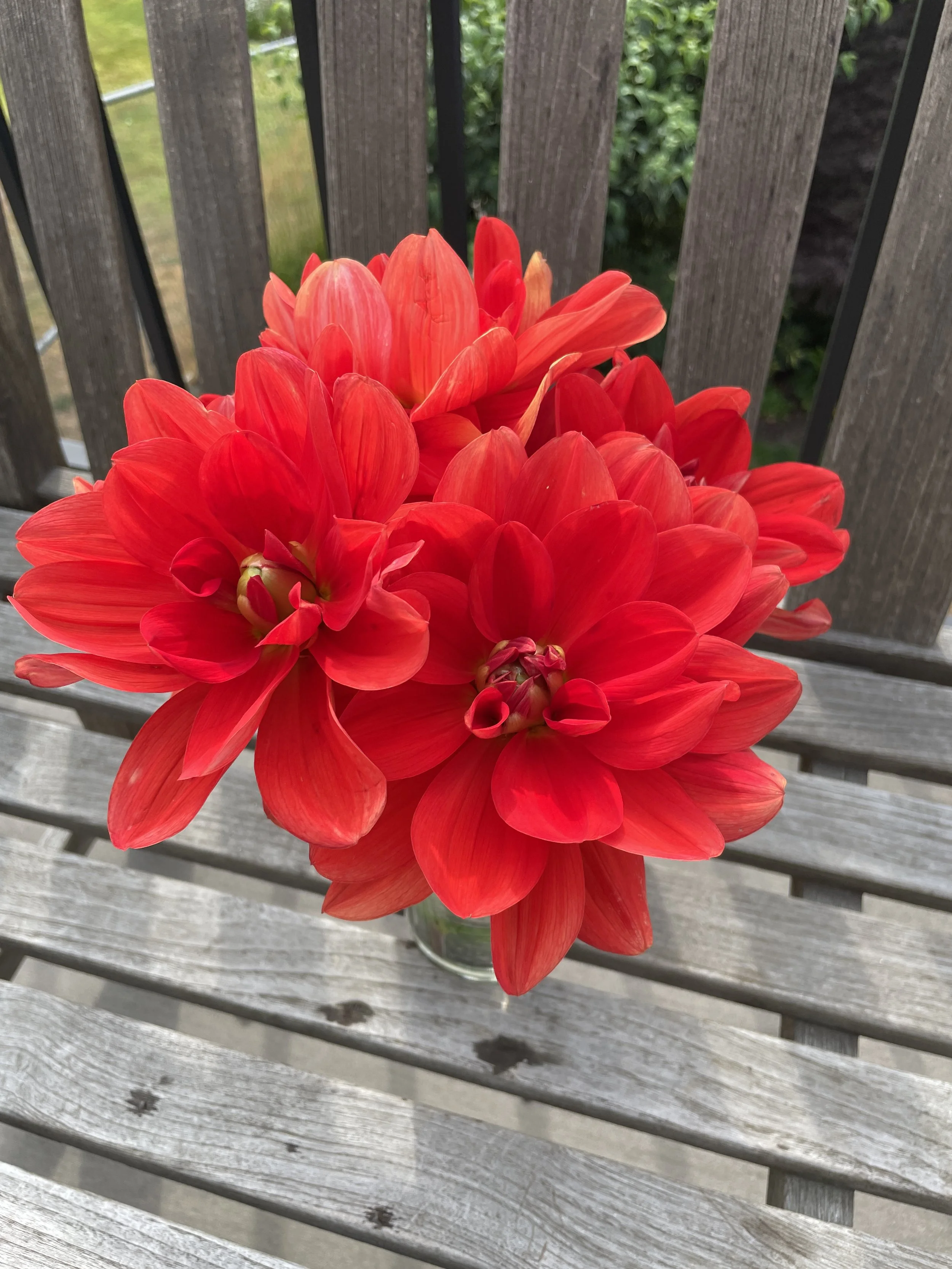 Patricia Ann's Sunset Dahlia Tuber