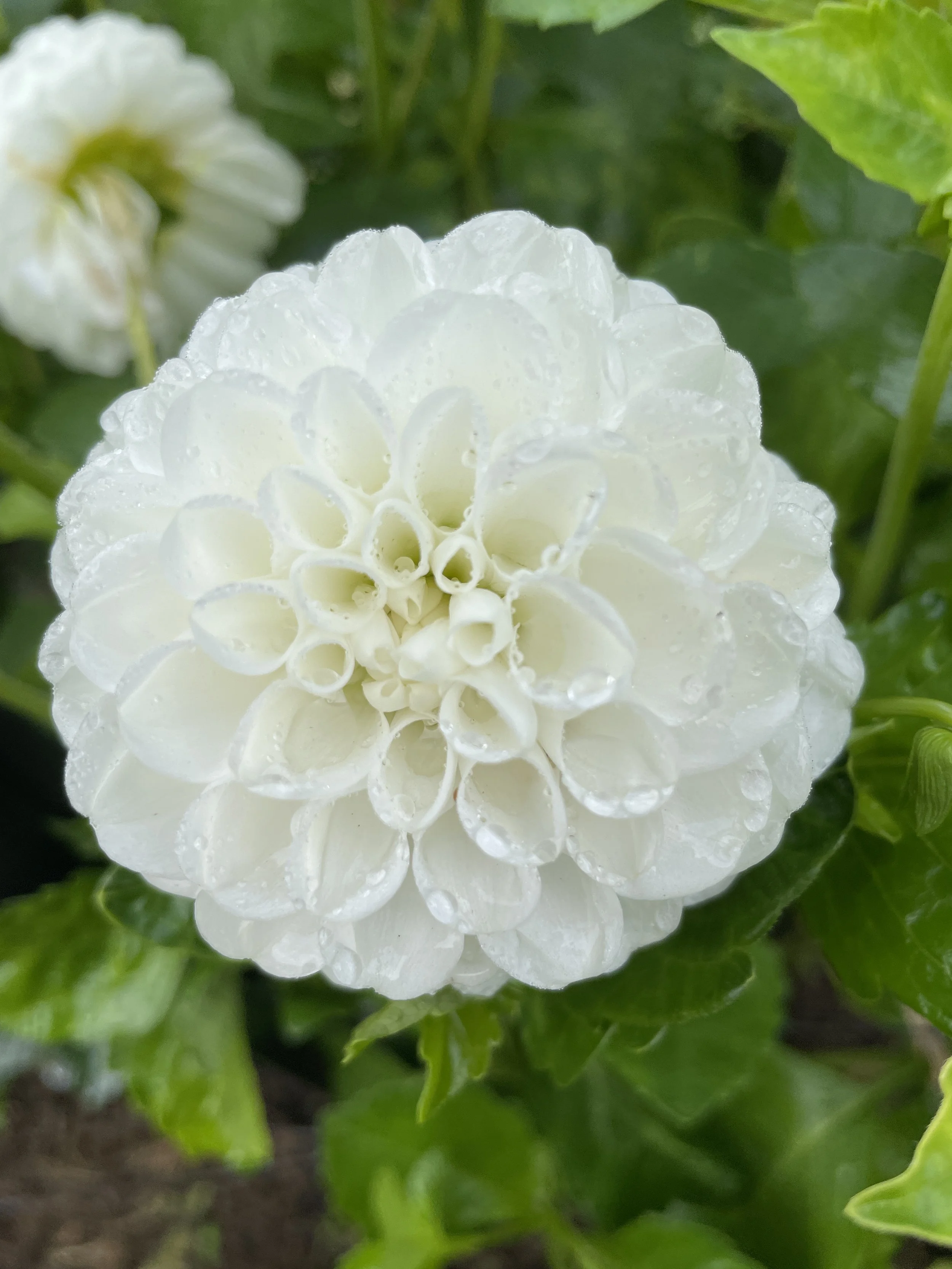 ORSETT BEAUTY 20.jpg