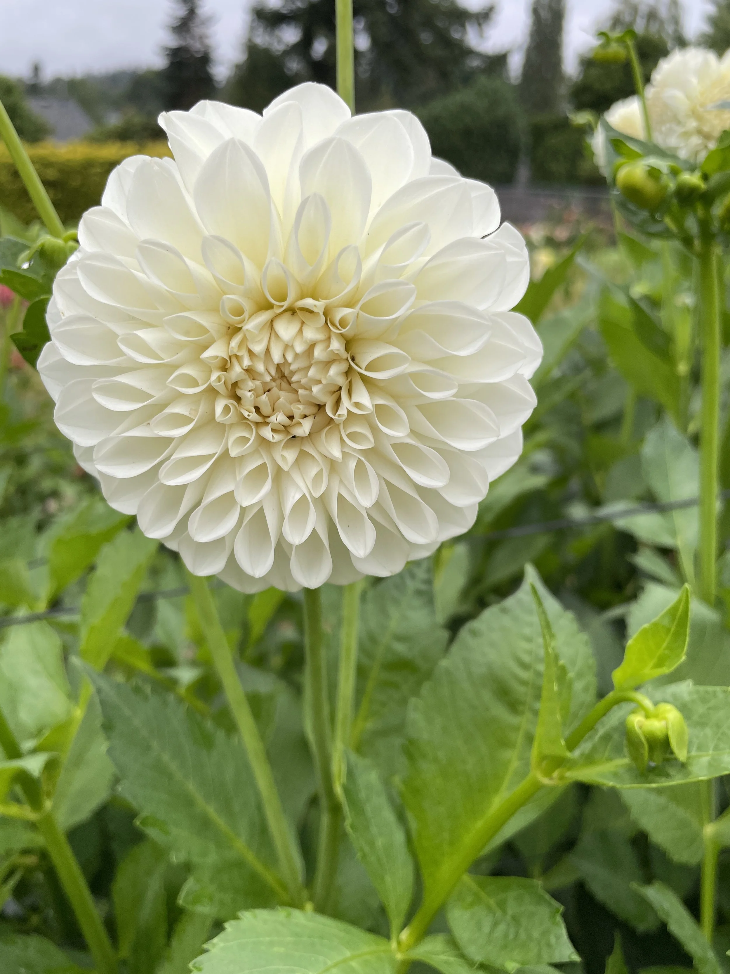 BOOM BOOM 03.jpg (Copy)