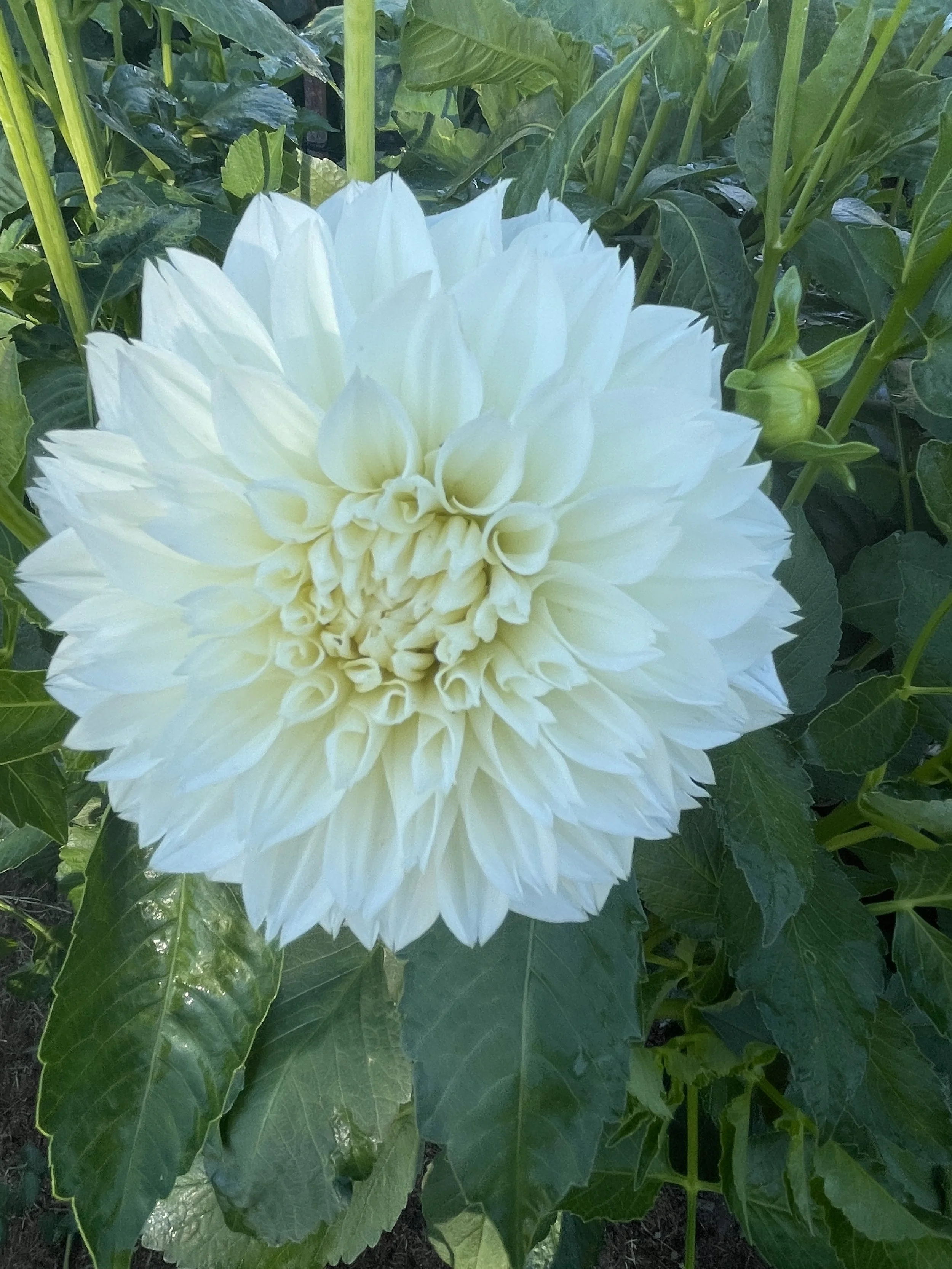 GITTS ATTENTION 03.jpg