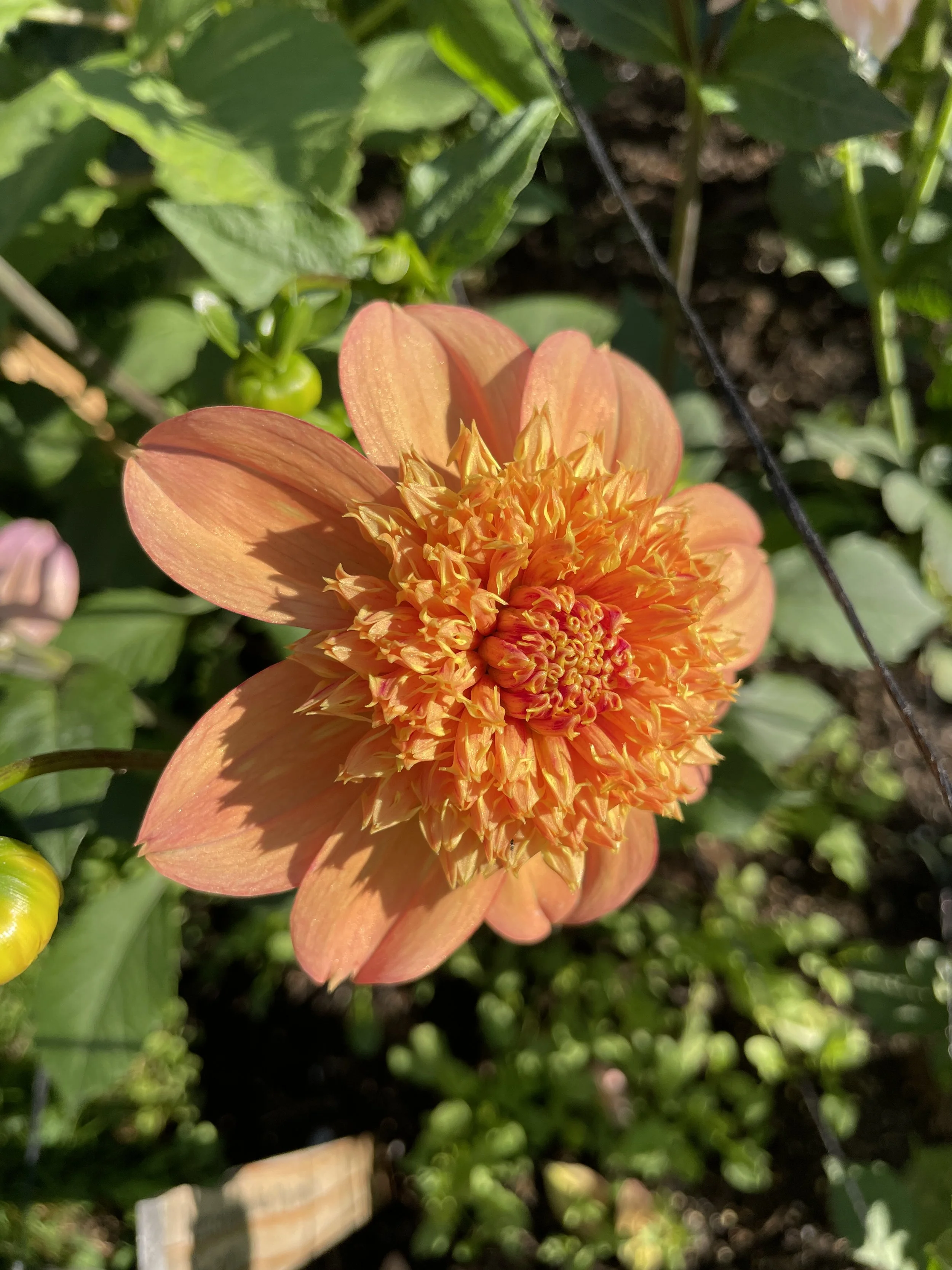 Sandia Brocade 10.jpg