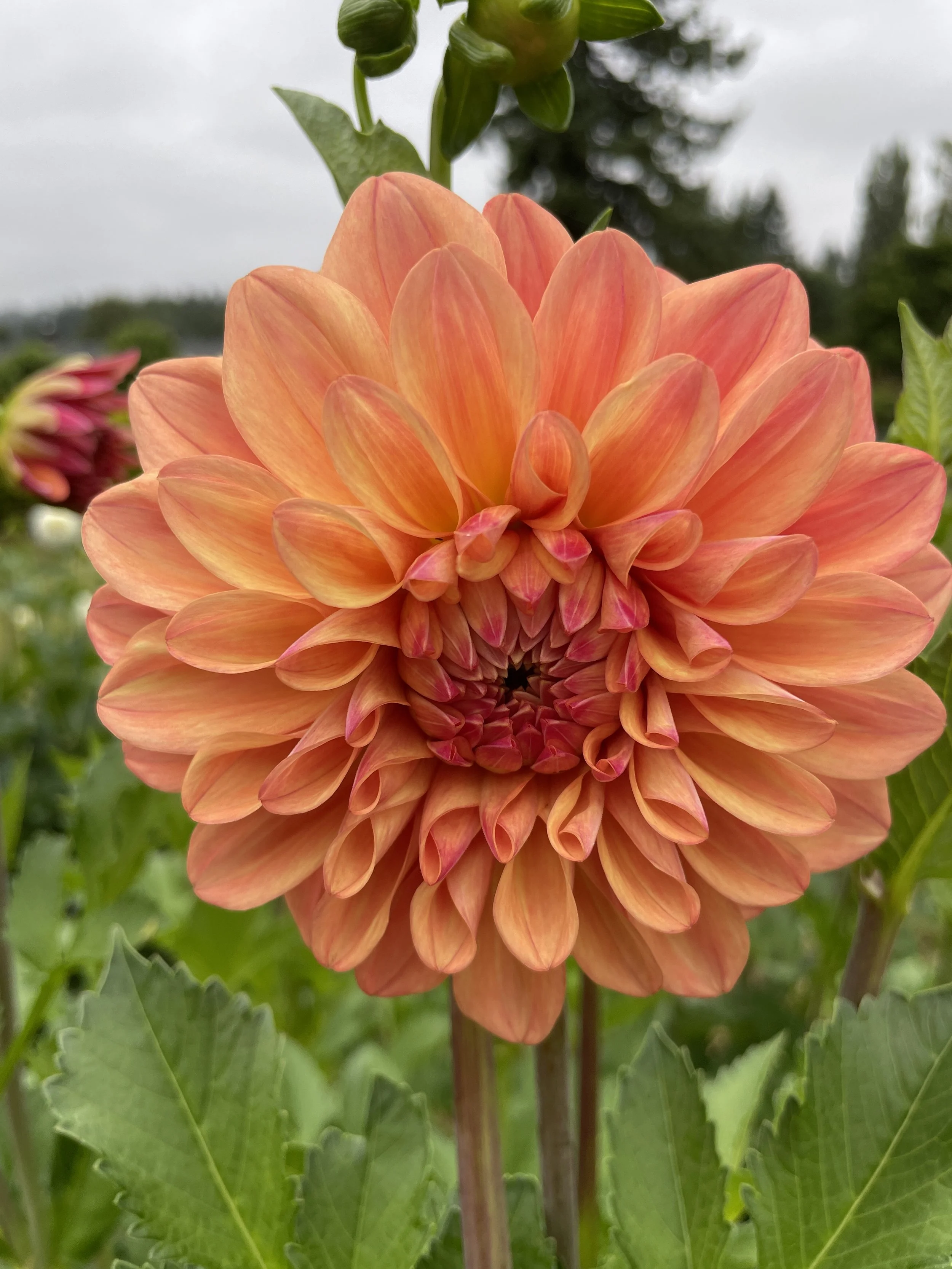 FERNCLIFF COPPER 03.jpg