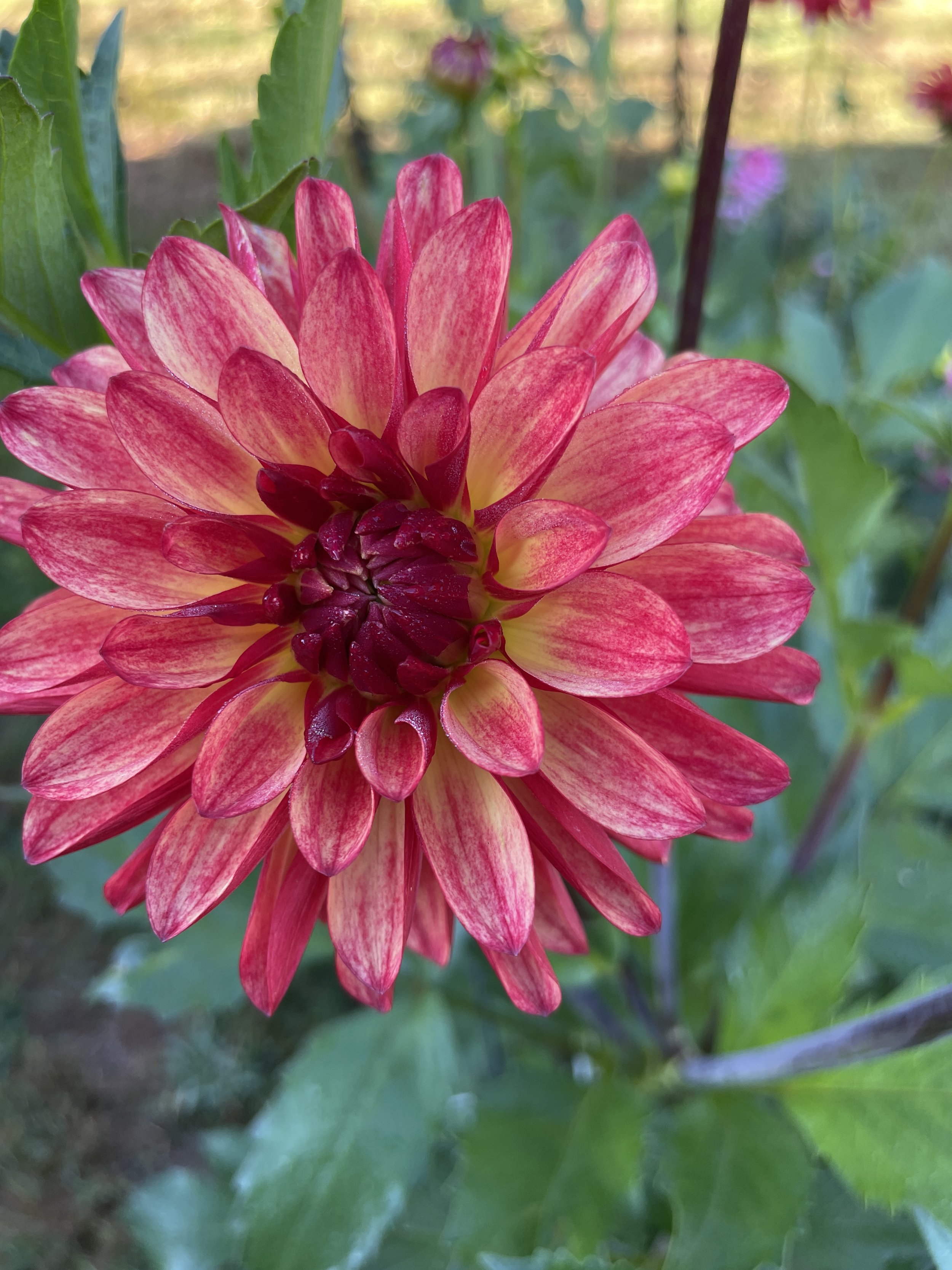 FIDALGO JULIE 03.jpg