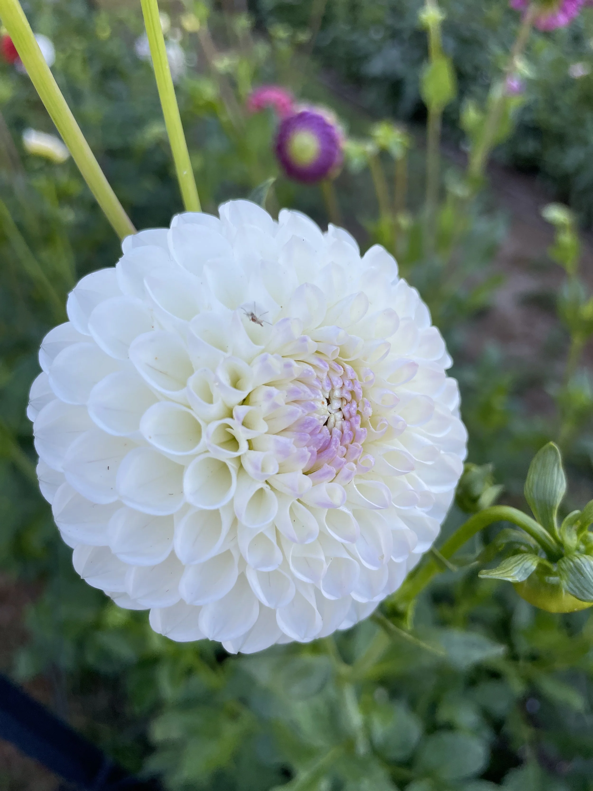 HOLLYHILL MISS WHITE 03.jpg