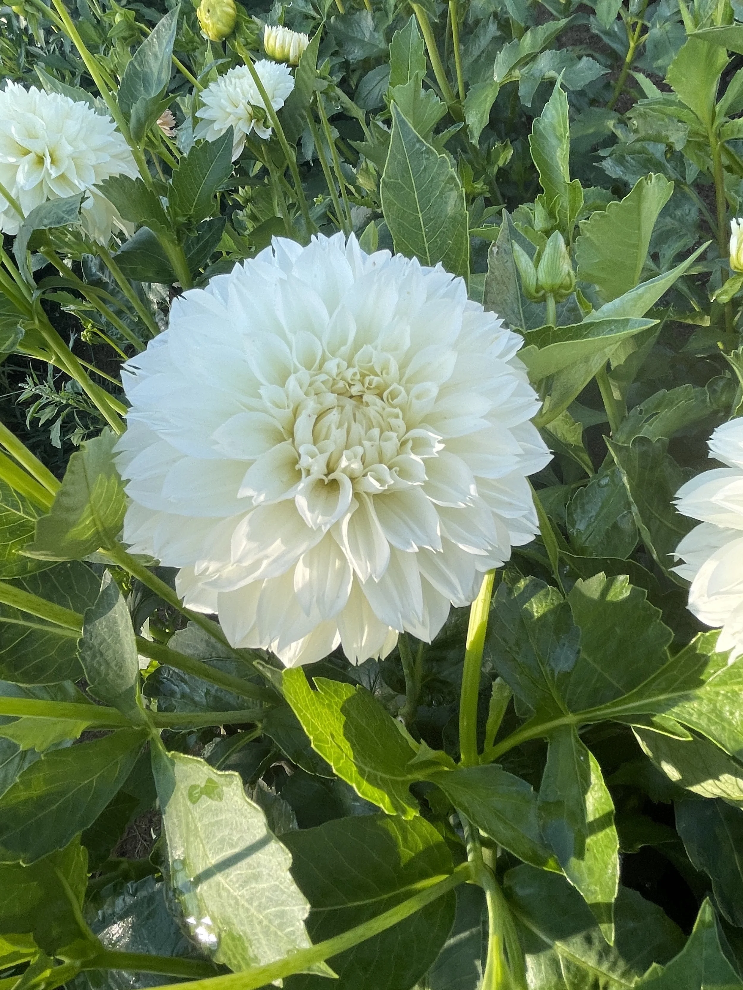 GITTS ATTENTION 05.jpg