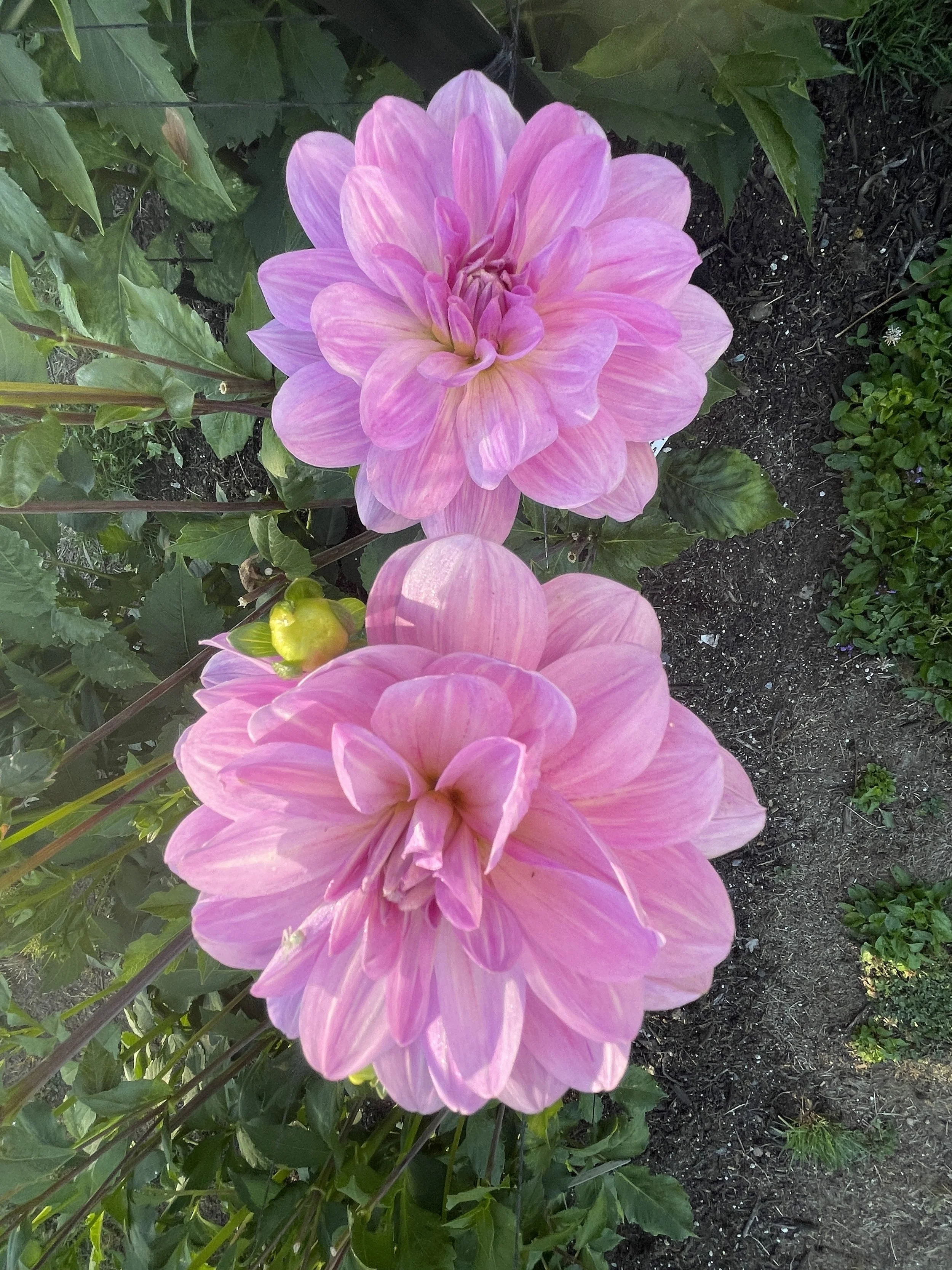 SANDIA SHOEMI 010.jpg (Copy)