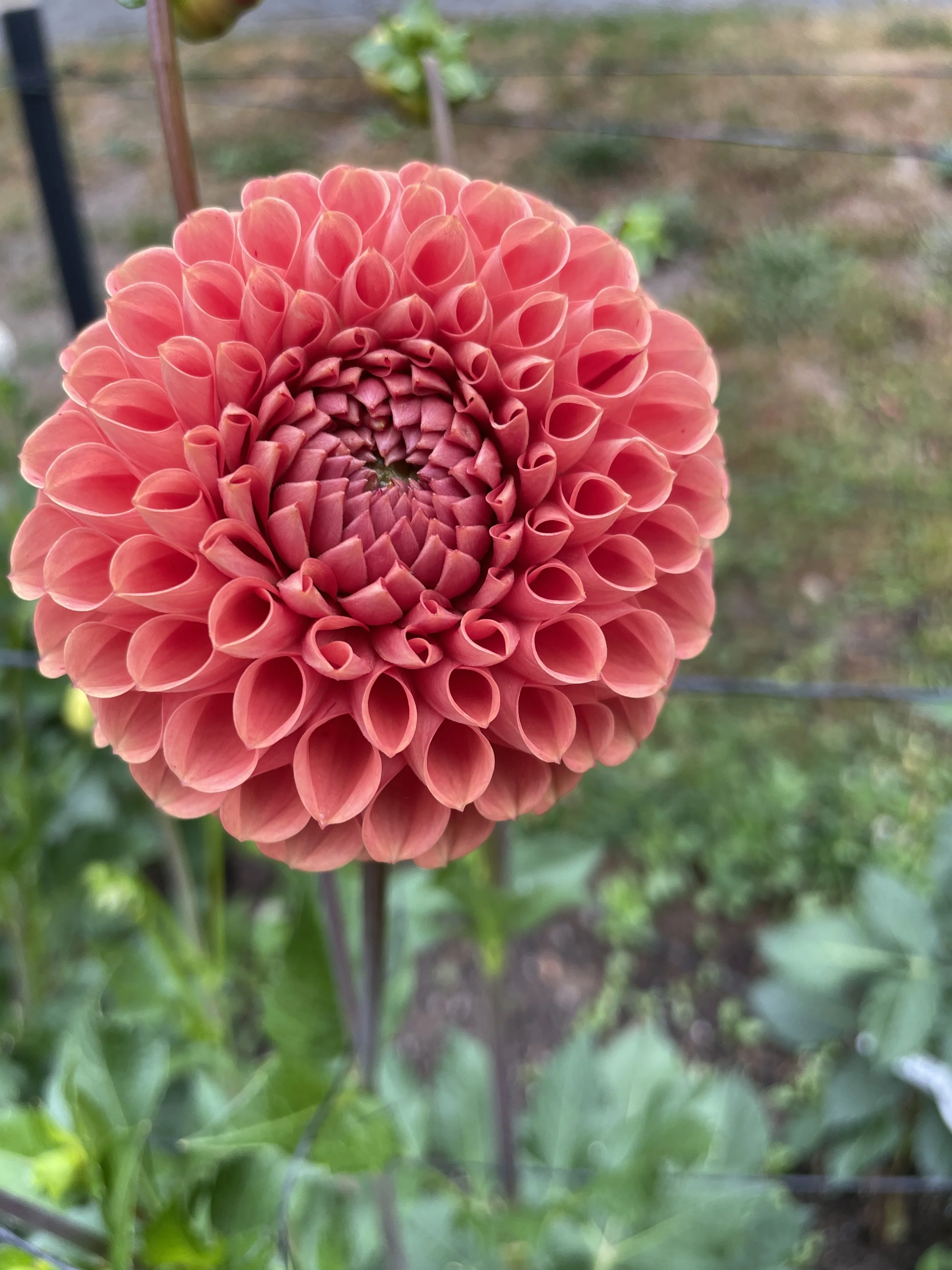 CORNEL BRONZE 02.jpg