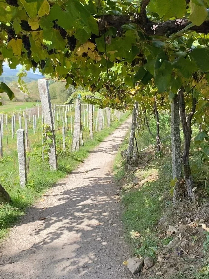 Day 4 - Pontevedra to Caldas de Reis, beautiful day for walking together enjoying the bounty of the Galician vineyards in solid and liquid form.