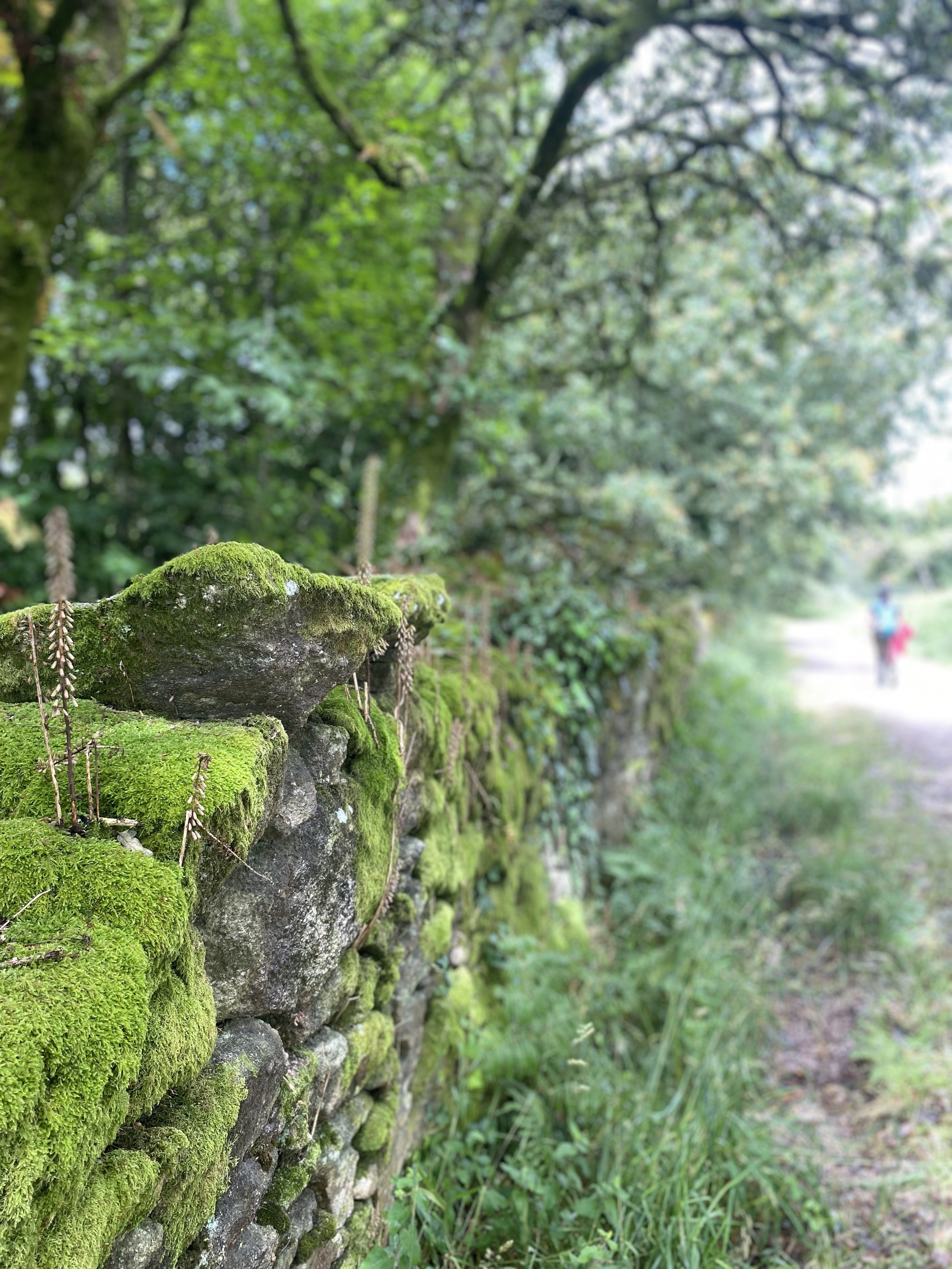 Camino Portugues 6day.jpeg