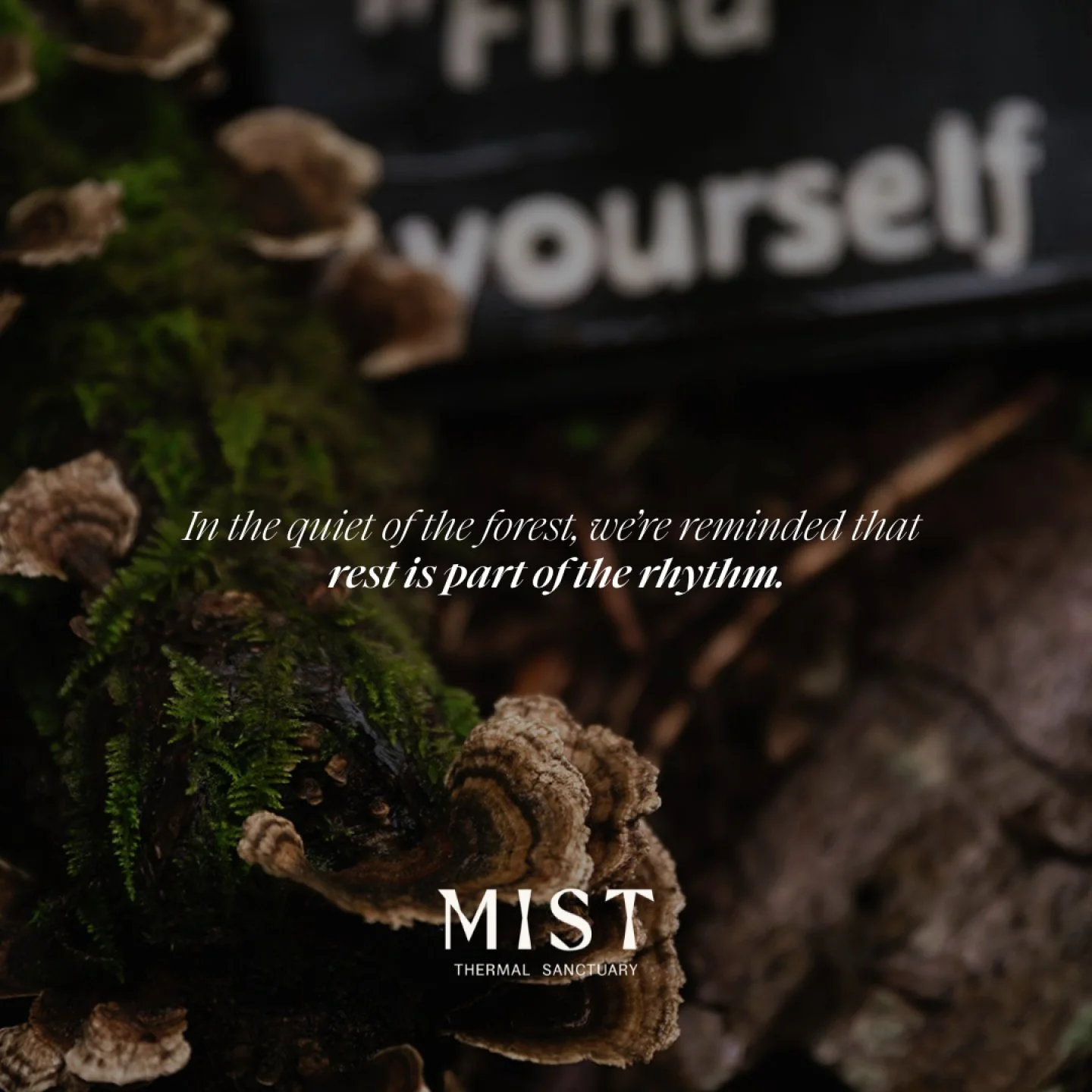 In the stillness of late December, the forest reminds us that rest is part of the rhythm. The air is crisp, the ground quiet, and the light slowly begins its return after the solstice. 💫

This time of year invites a different pace: slower mornings, 