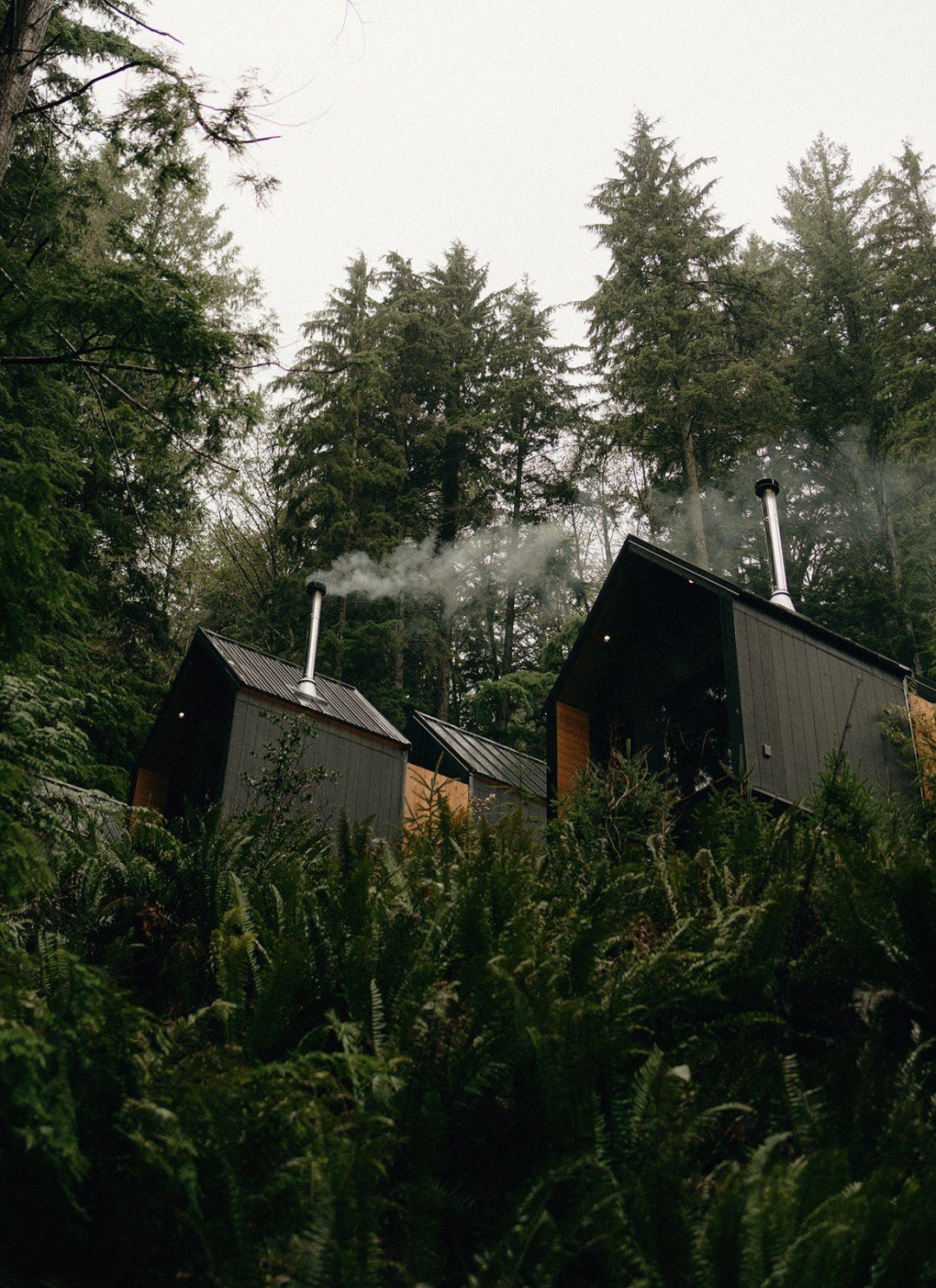 As January comes to a close, the forest begins to soften. You may notice longer light, quieter mornings, and a hint of the season ahead, and it&rsquo;s one of the most peaceful times to visit Bowen. 🕊️

⛴️ Getting here: You can walk on or drive onto