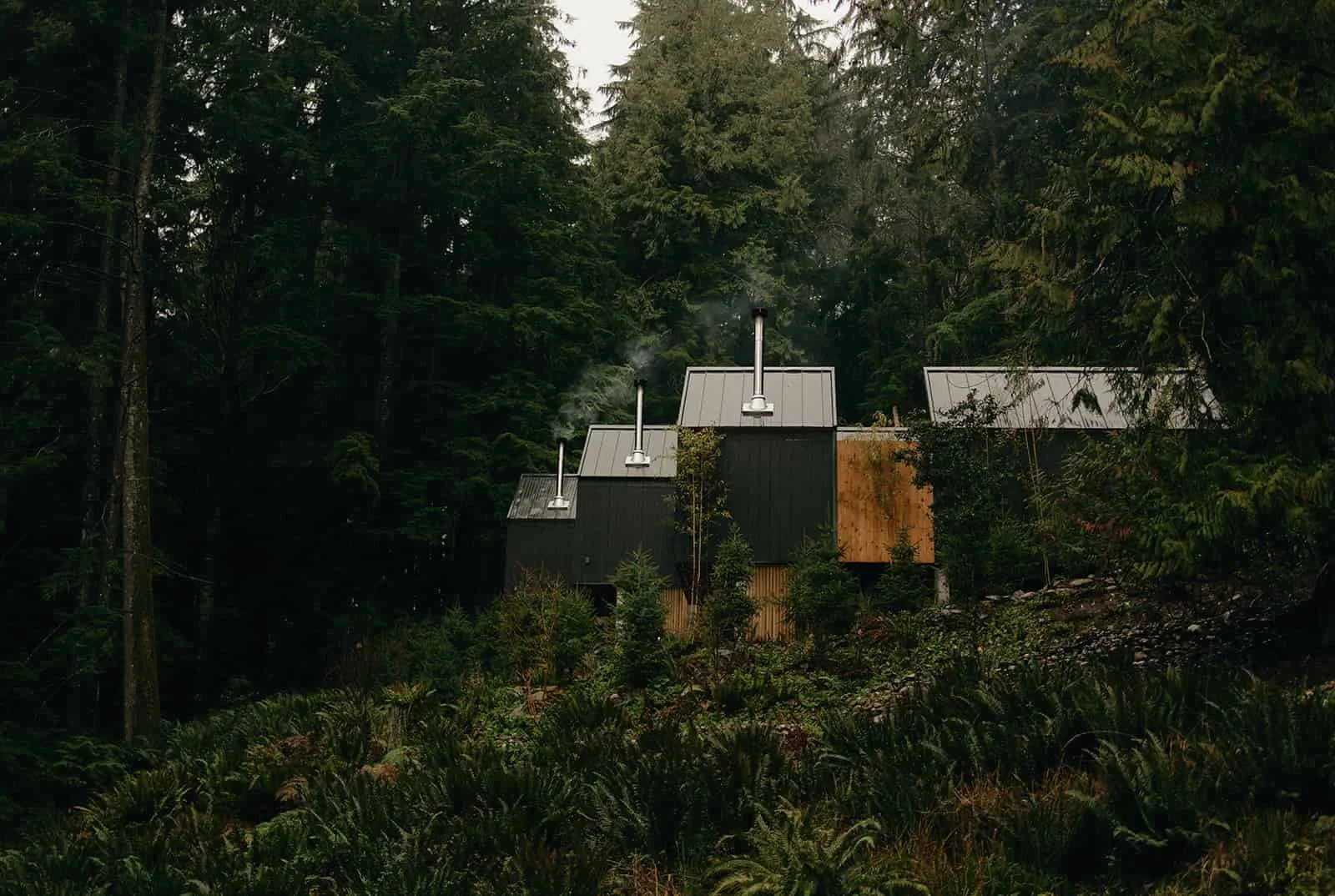 Forest Bathing Meets Sauna Therapy