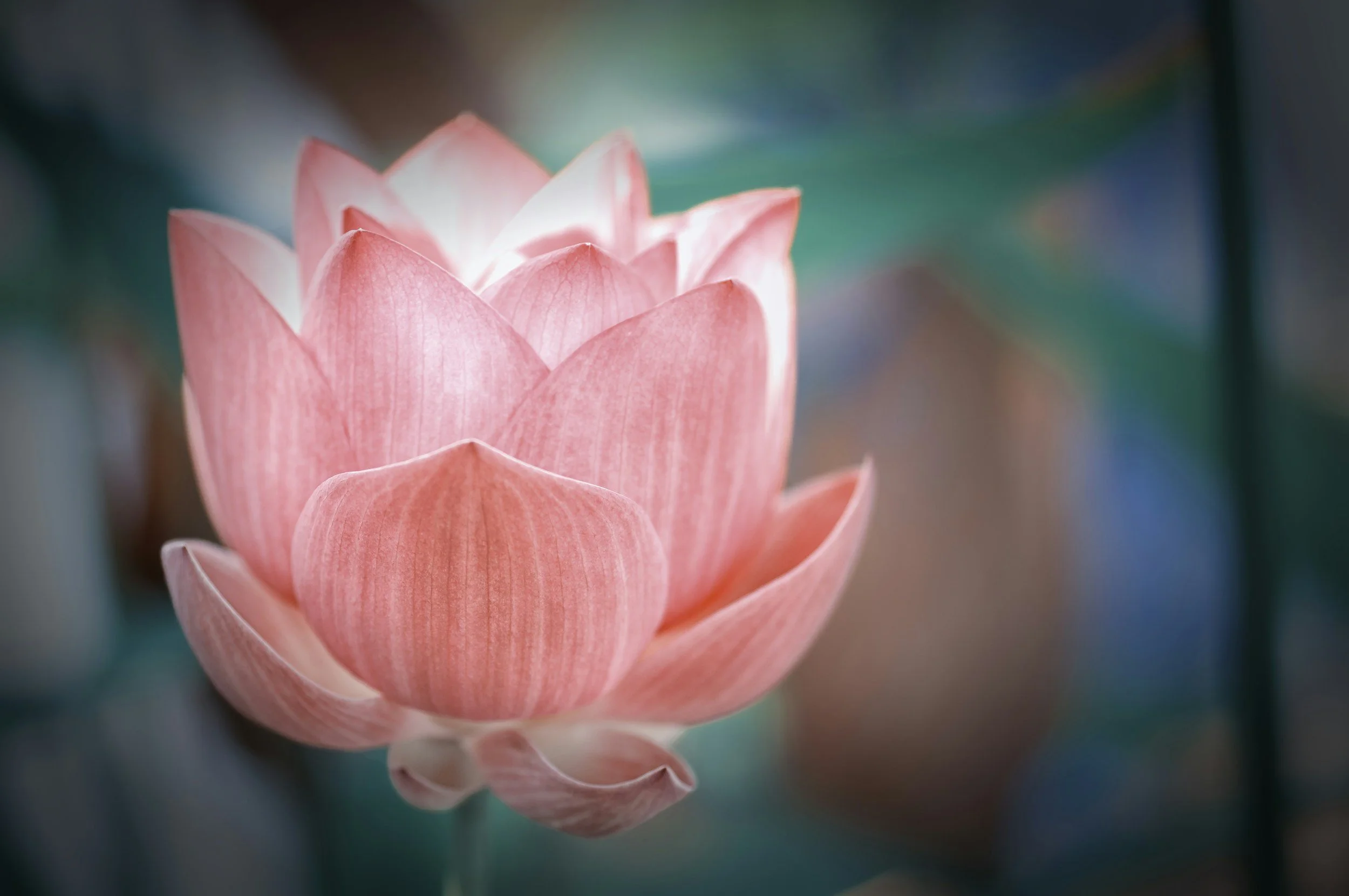 Close-up of a pink lotus flower with soft background.