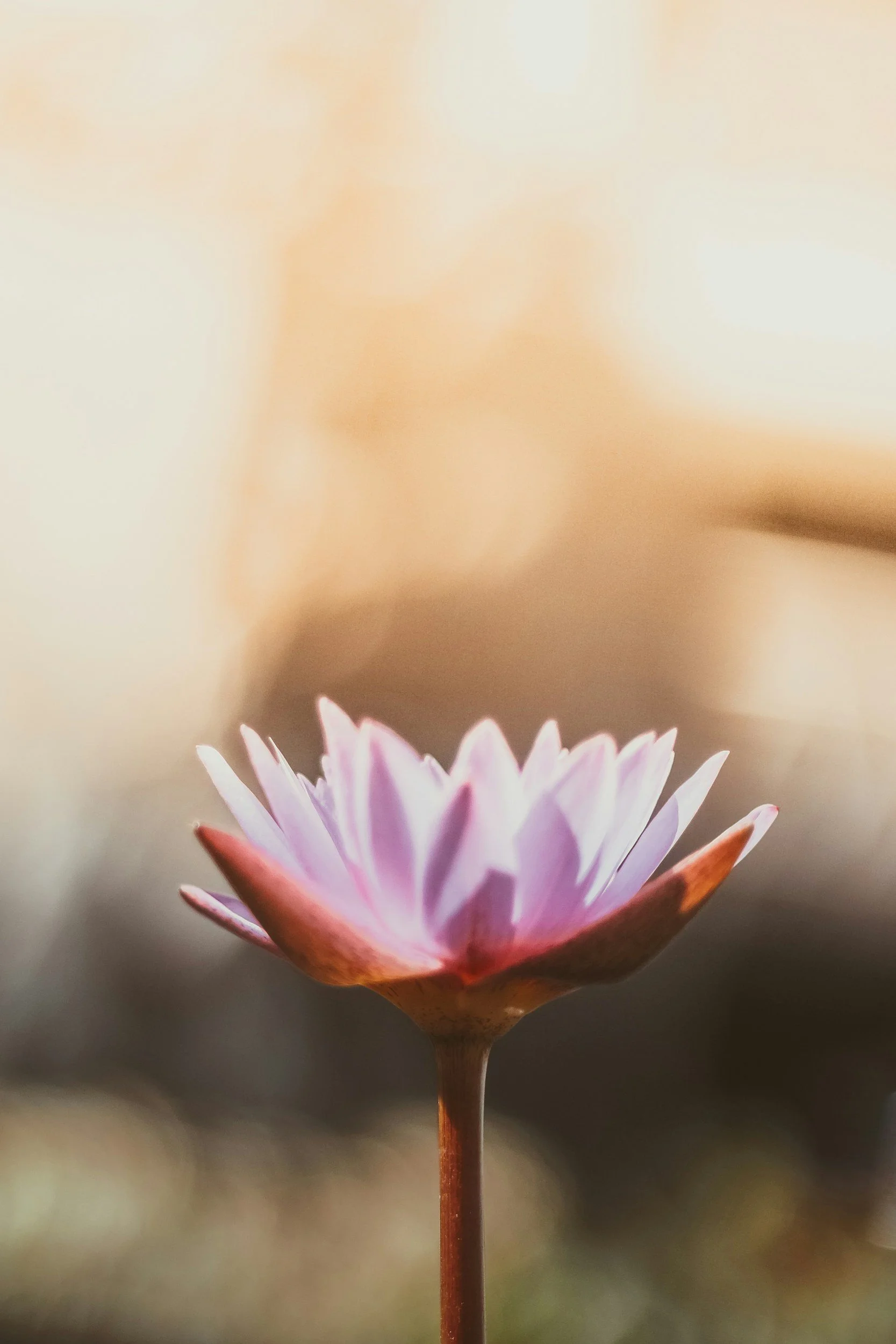 A close-up of a pink and white water lily flower with a brown stem, against a blurred neutral background.