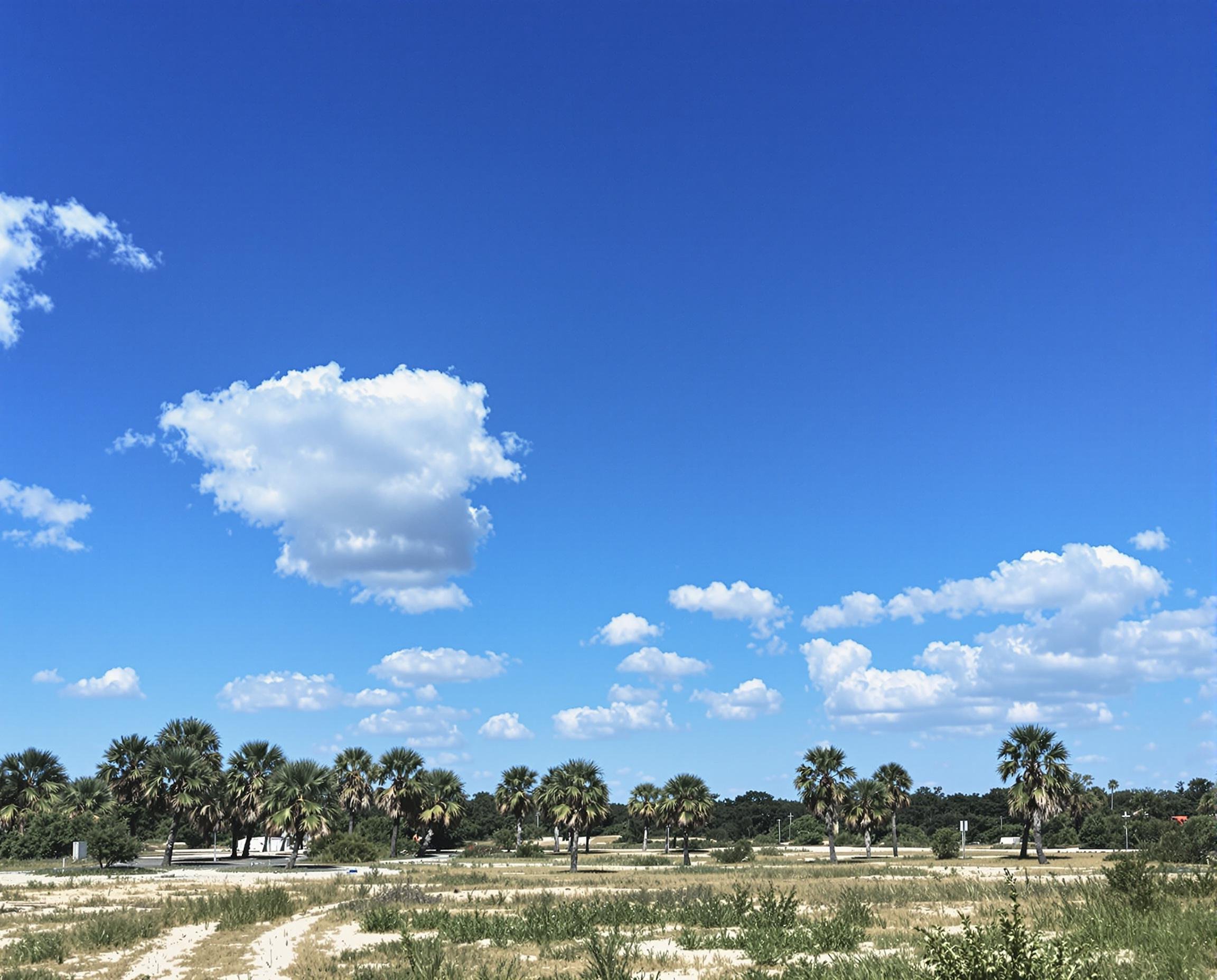 Does Texas Have Palm Trees