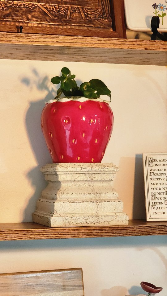π Look what I discovered in the Target dollar spot! This adorable strawberry vase was meant for cut flowers, but I had a different vision. With a little creativity, I transformed it into the cutest propagation station using a small water bottle and