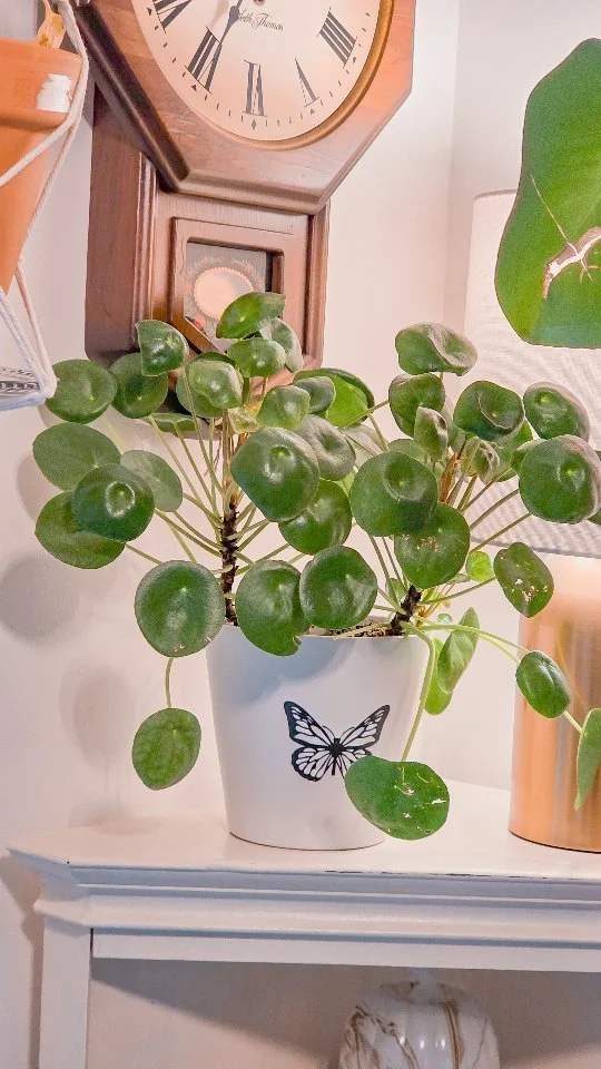 🌱 Plant Tip of the Day: Bring Life Into Your Home! 🪴
Want to experience a beautiful lesson in growth and patience?
Bring home a plant today! Caring for God's creation teaches us so much:
• Patience through the growing process
• Faith a