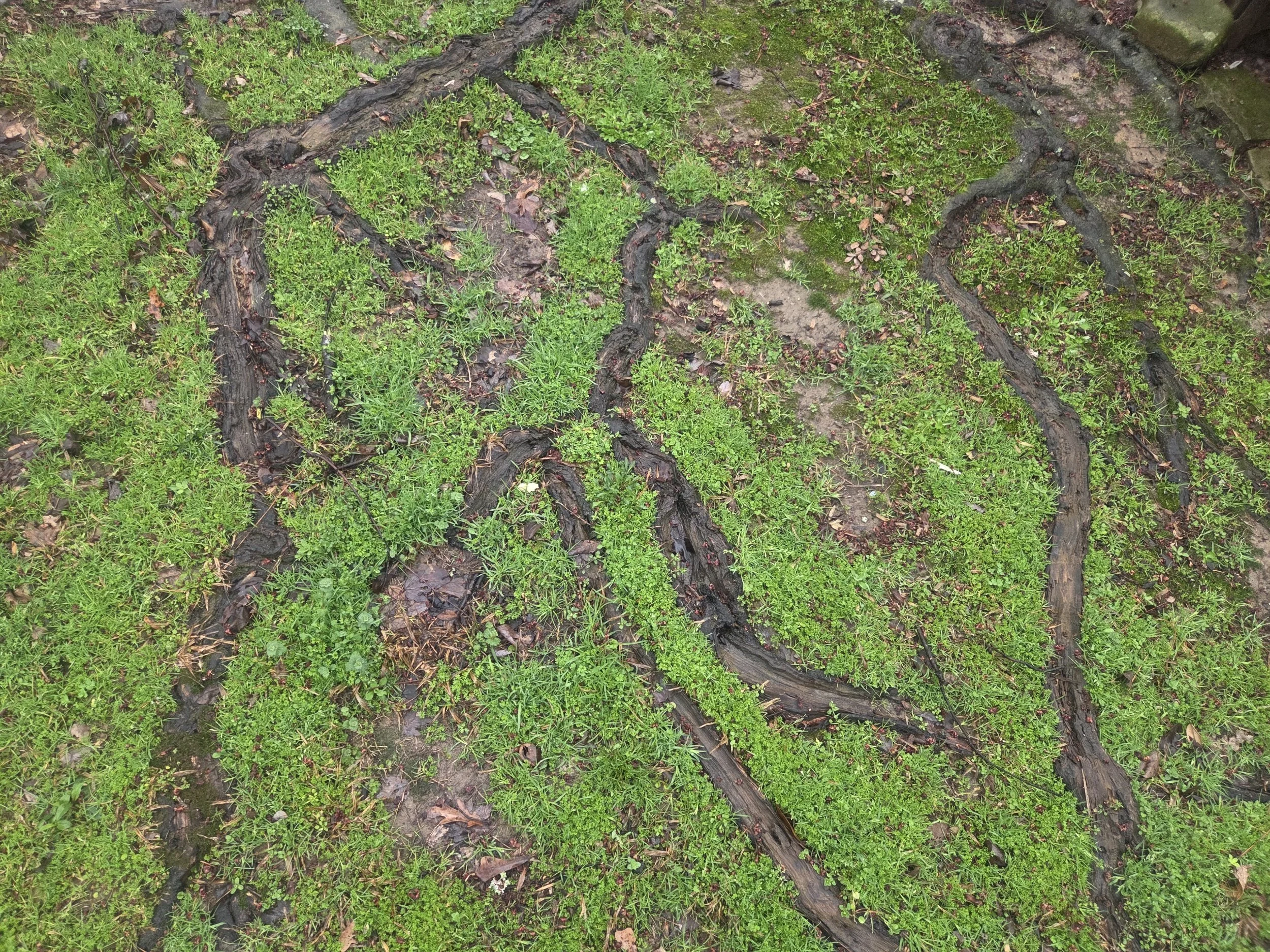 Rooted in the Practice