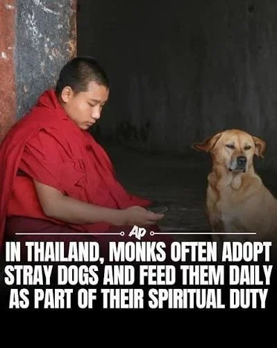 buddhist dog.jpg