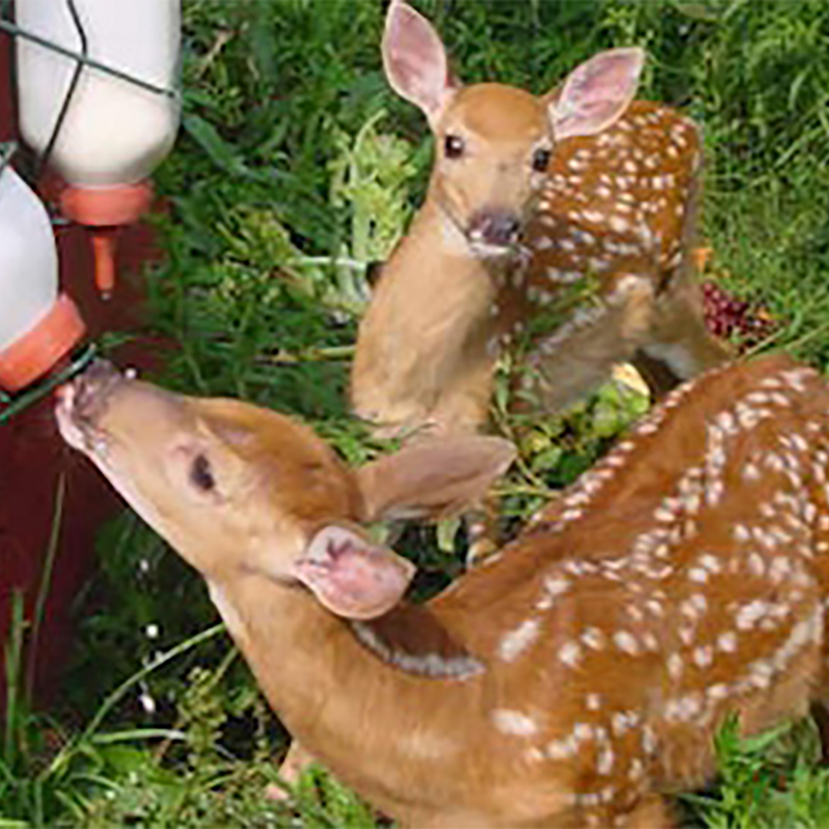 Red Creek Wildlife