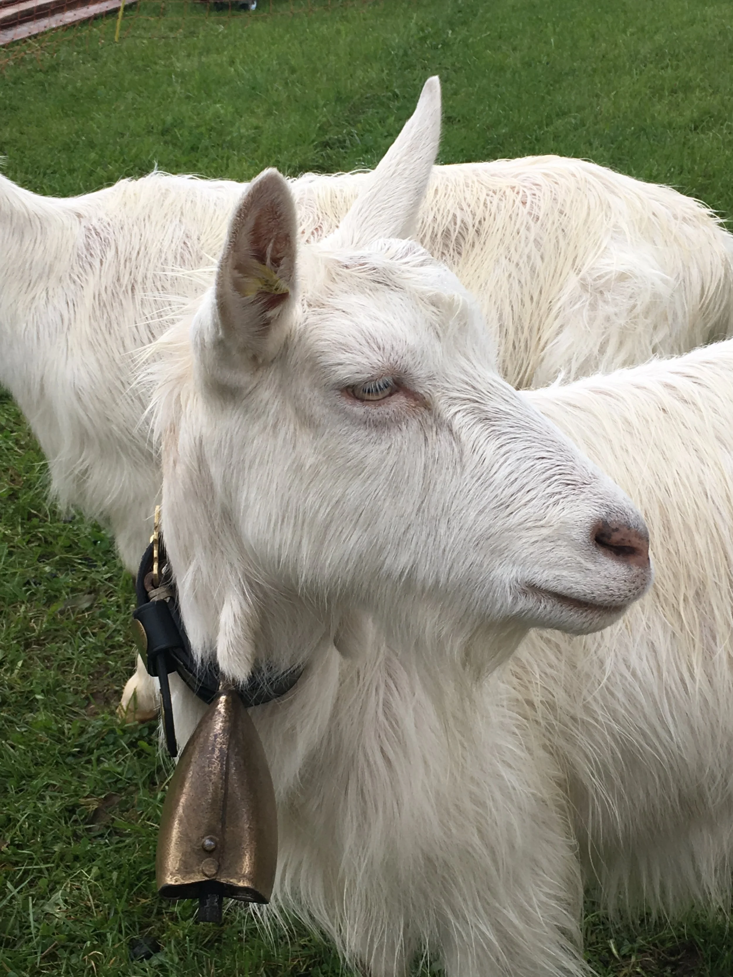 Neighbours goats