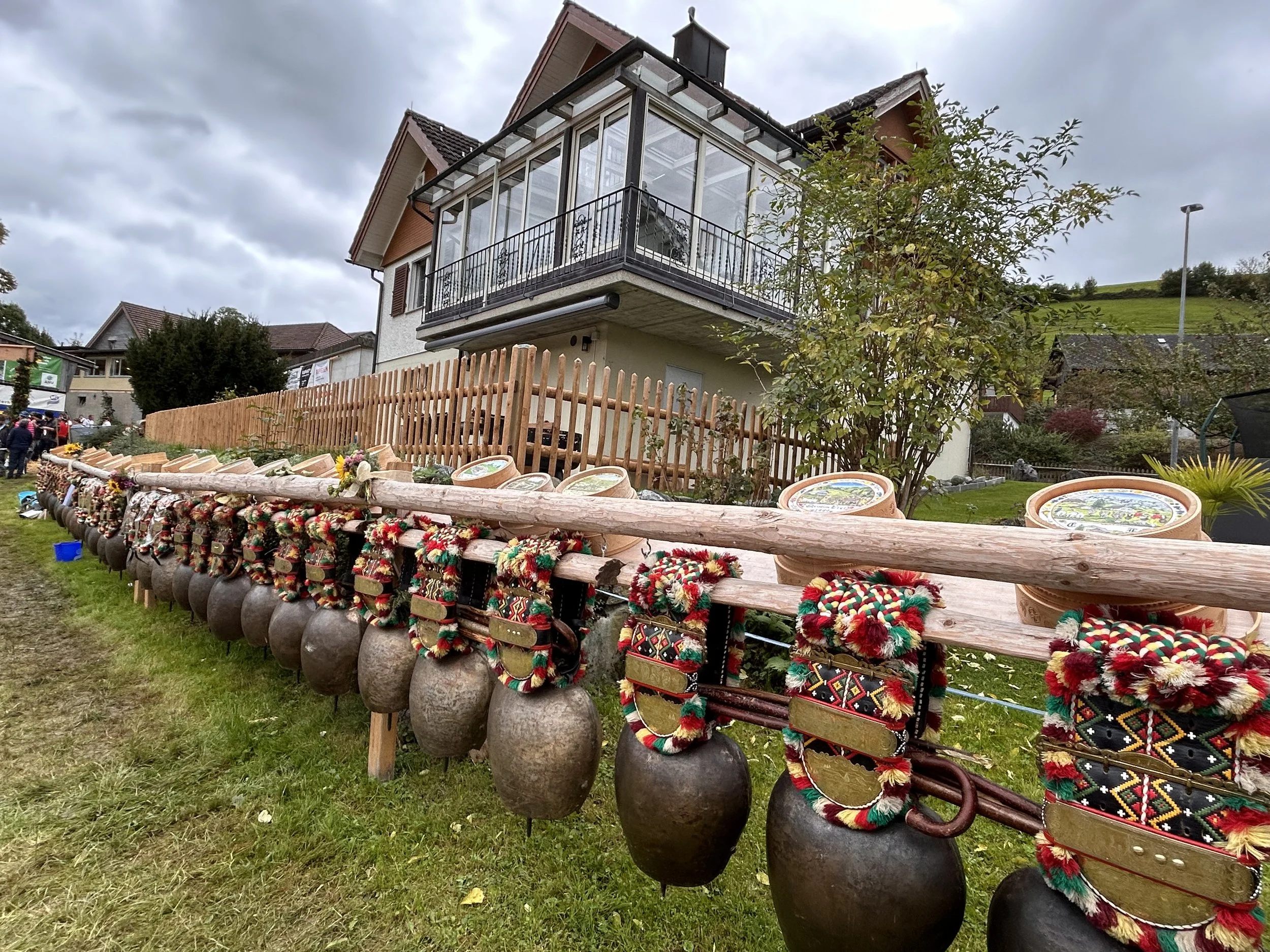 Bells at the annual cow beauty contest