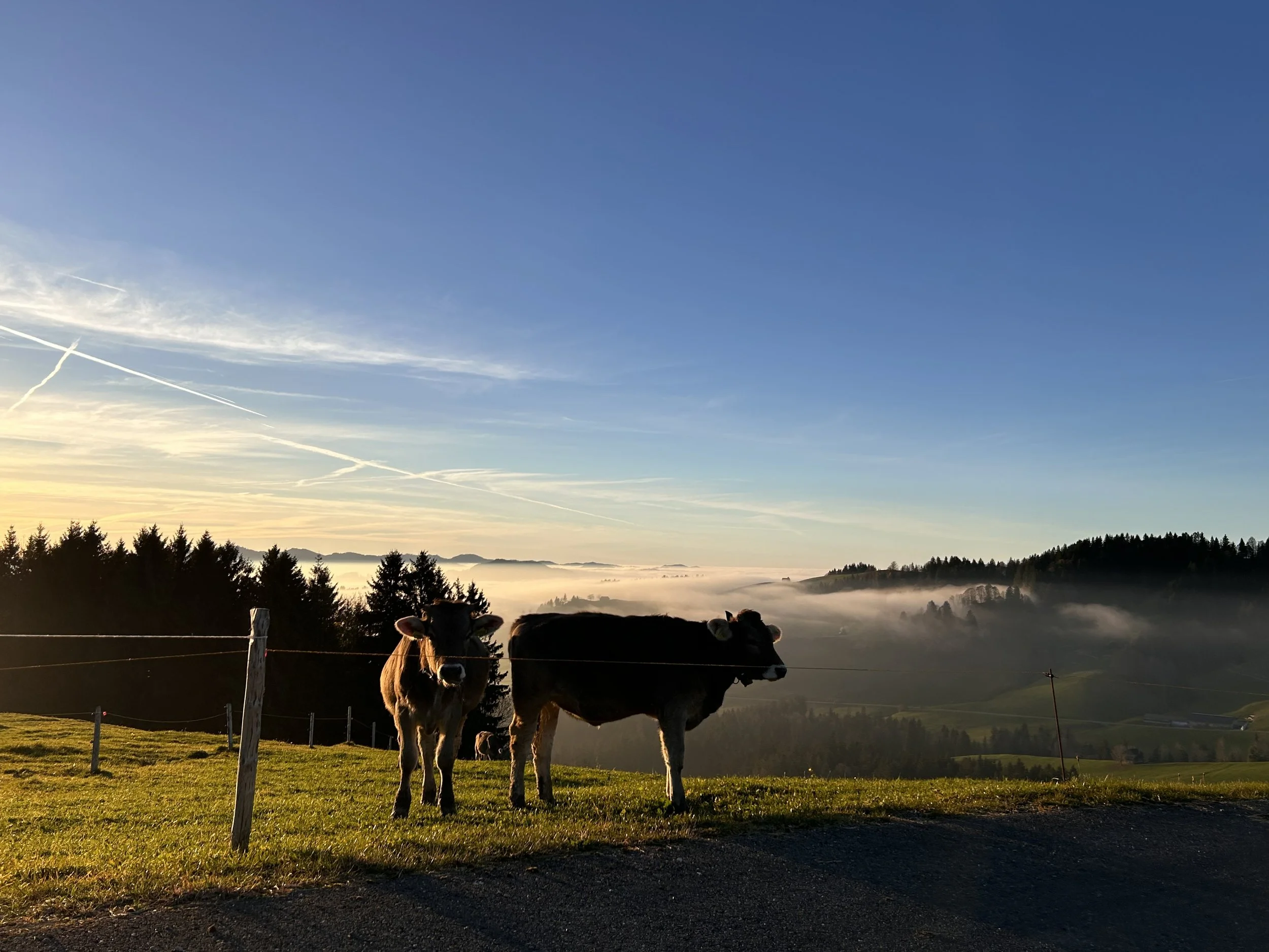 Just some cows enjoying the sunset